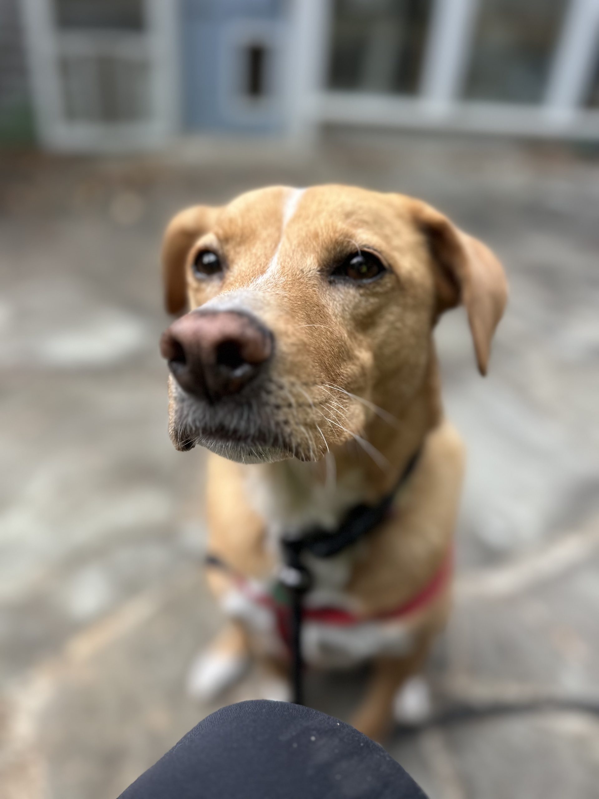 What Makes a Dog Walker a Professional?