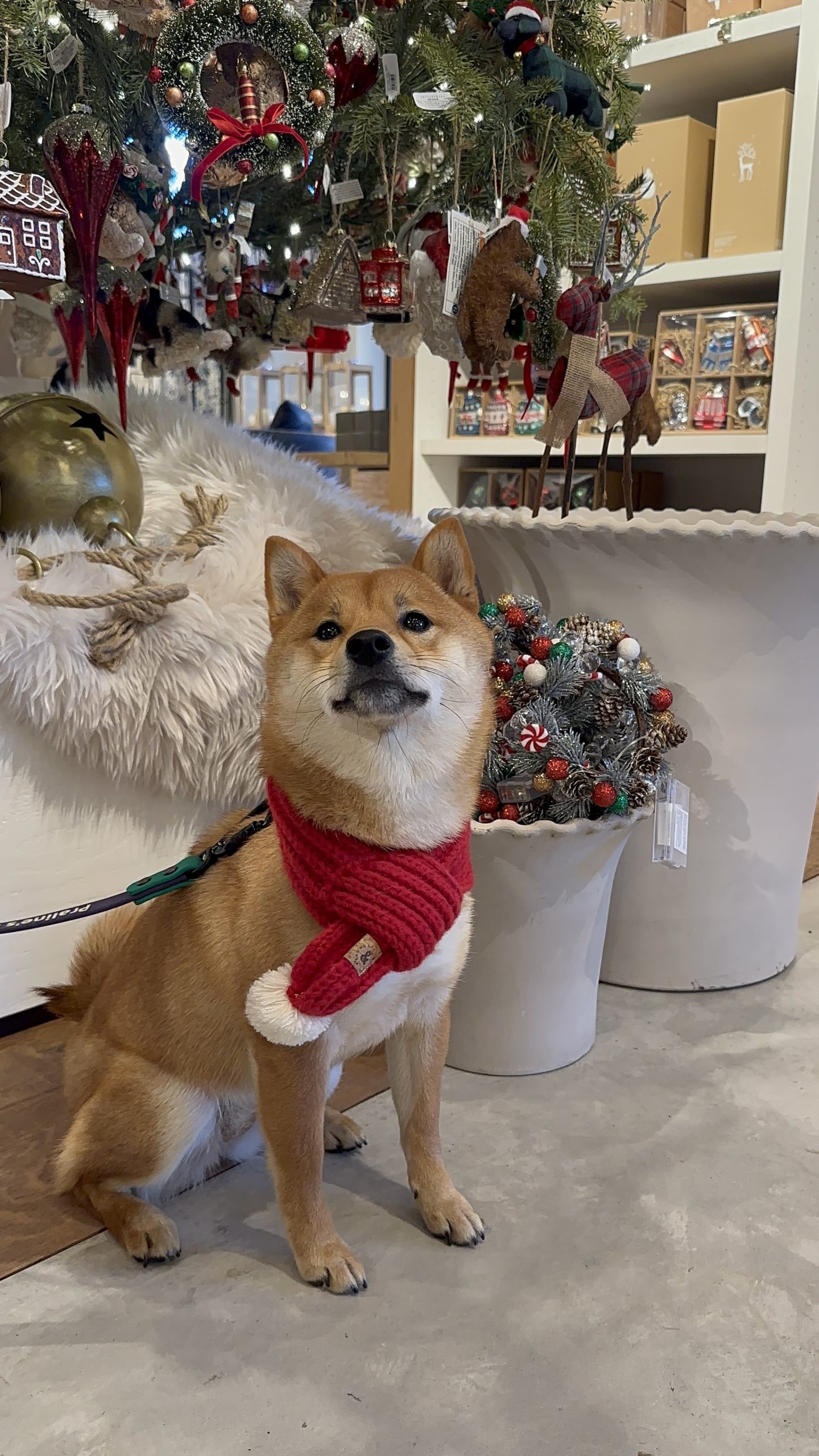 Holiday Pet Care in Atlanta