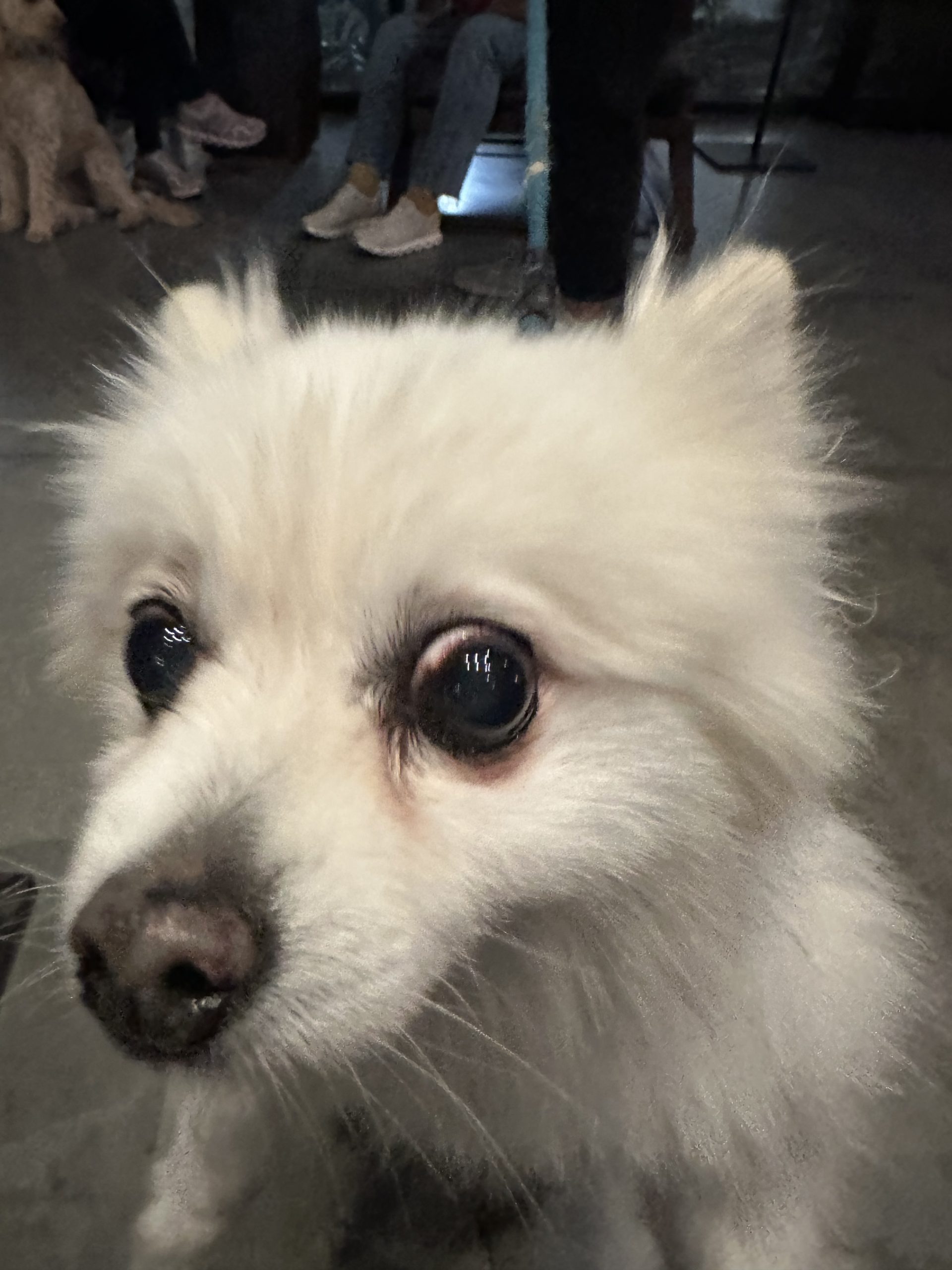 Better Than Uber for Dogs: Why Our Services Beat Rover & Wag Every Time