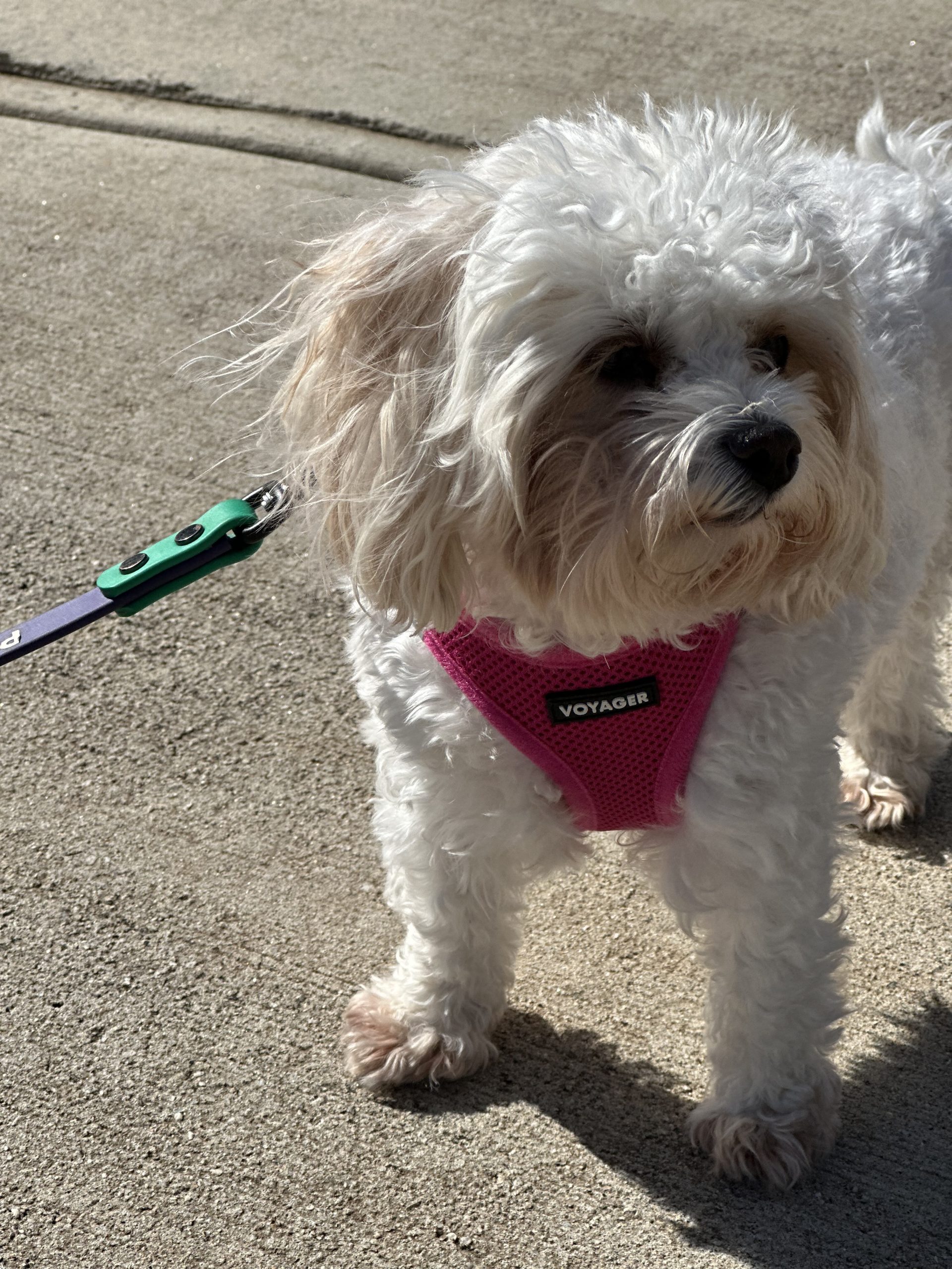 The Best Gift for Atlanta Dog Owners: Time, Peace of Mind, and a Happier Dog