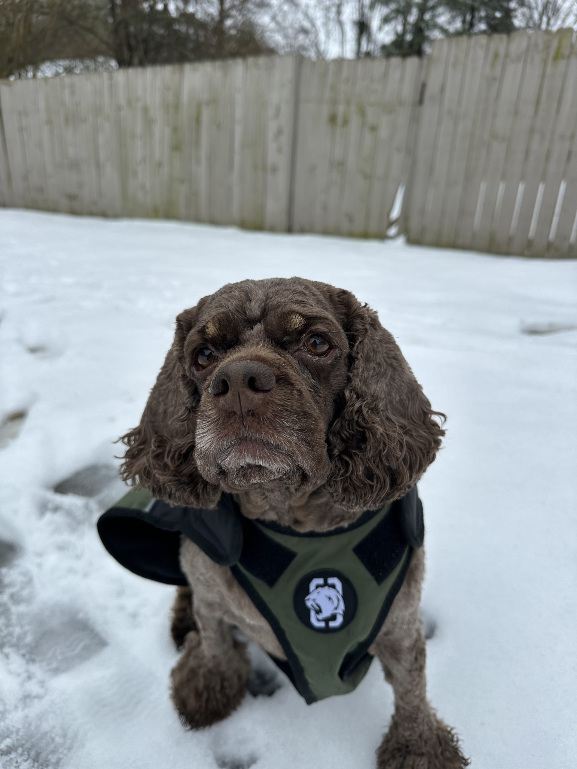 How We  Keep Dogs Safe in Inclement Weather in Atlanta