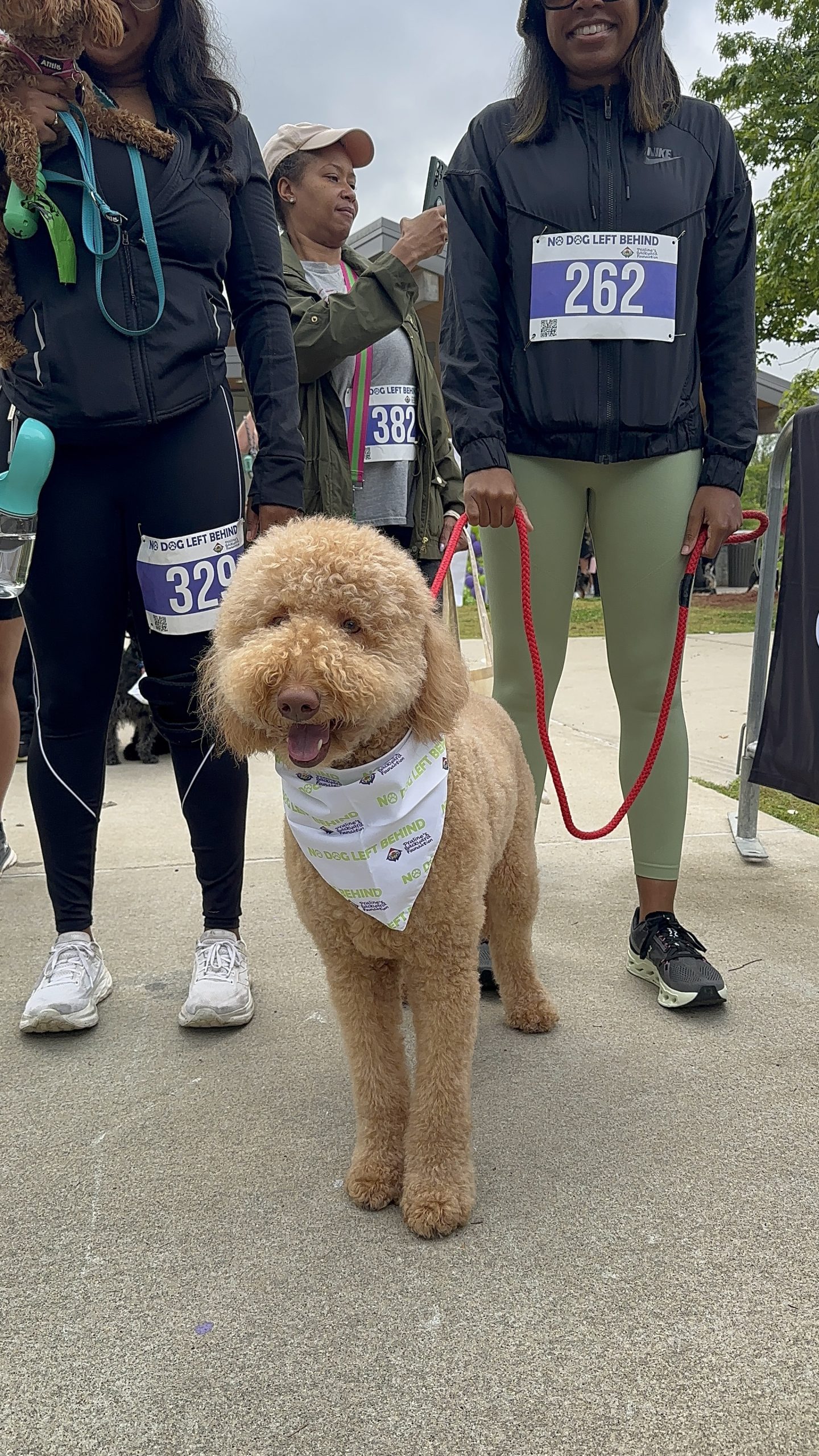 How Dogs Experience Crowds, Noise, and New Environments in Atlanta and How to Support Them