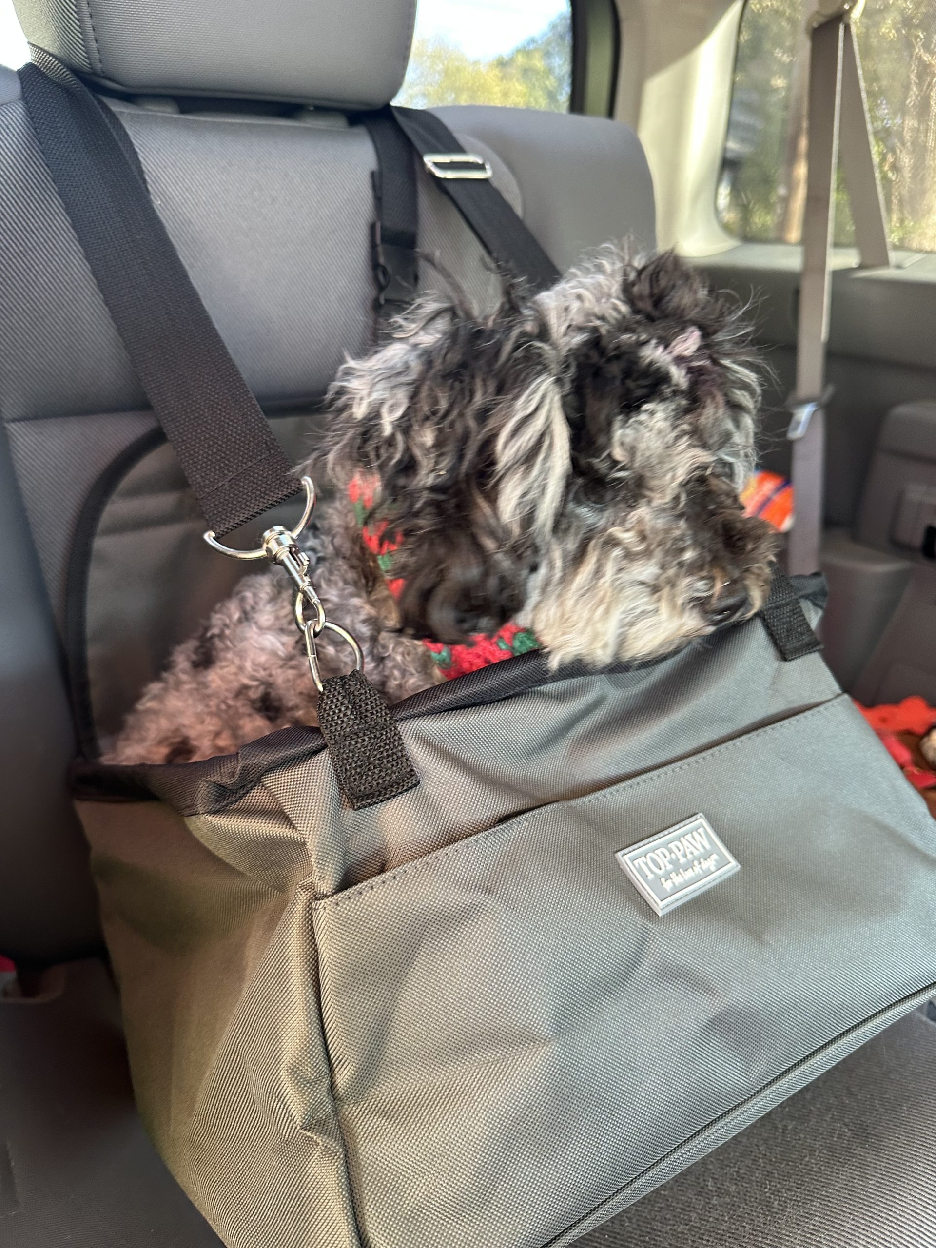Atlanta Dog Taxi: The Secret to Getting Your Time Back
