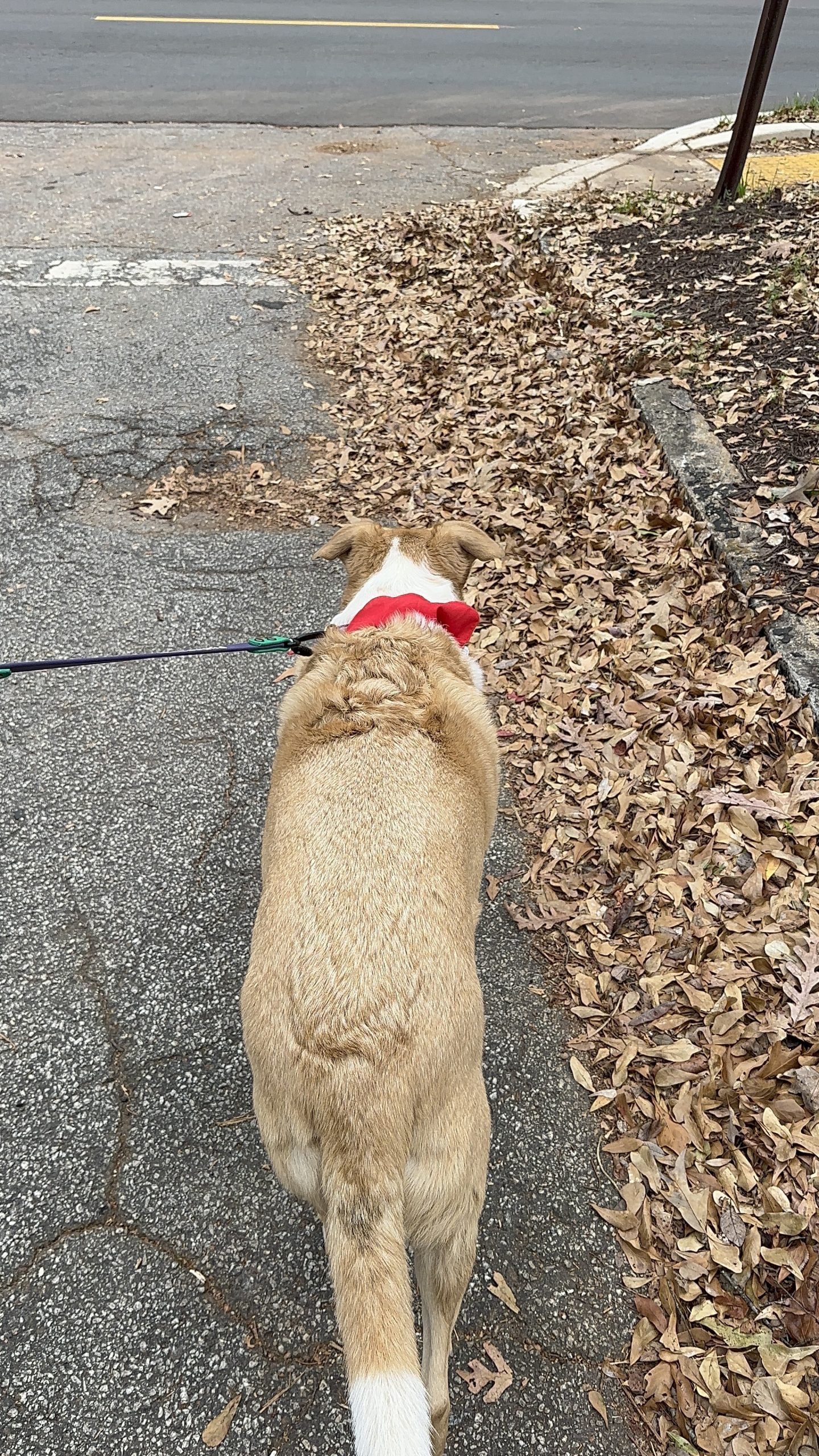 Why Daily Walks Are the Key to Your Dog’s Happiness in Atlanta