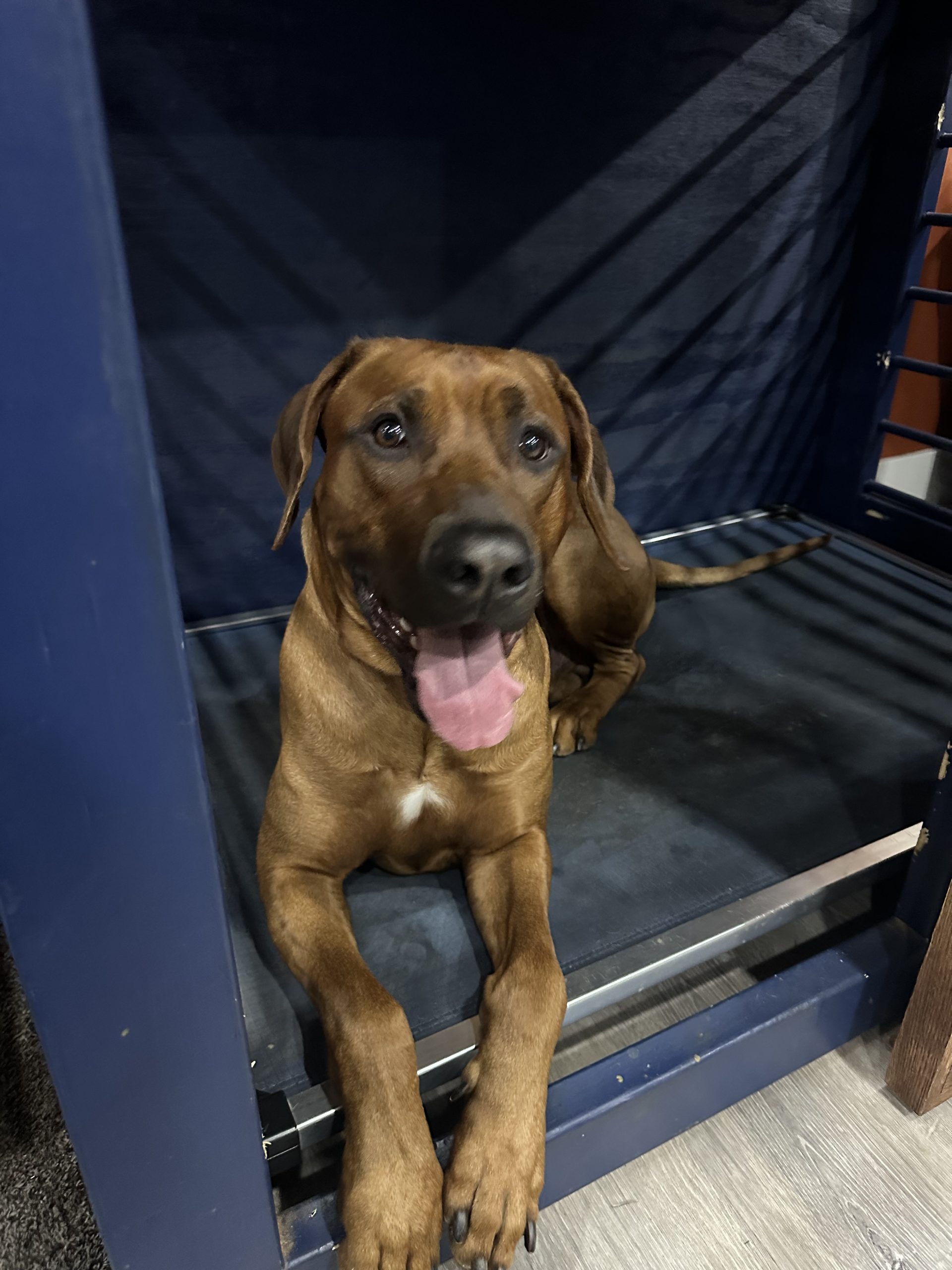 New Year, New Routine for Atlanta Dogs