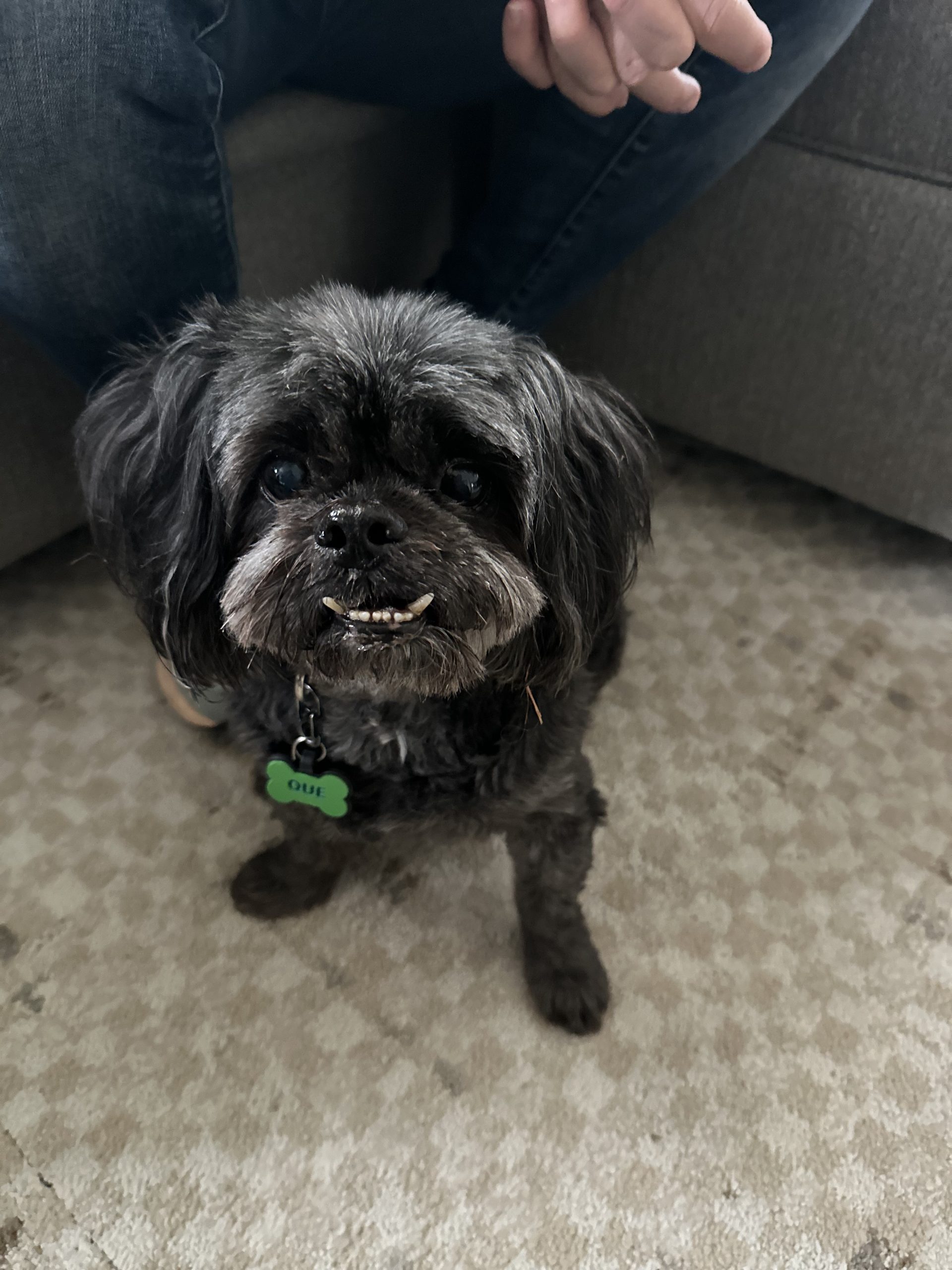 What Atlanta Dogs Need: Beyond the Backyard