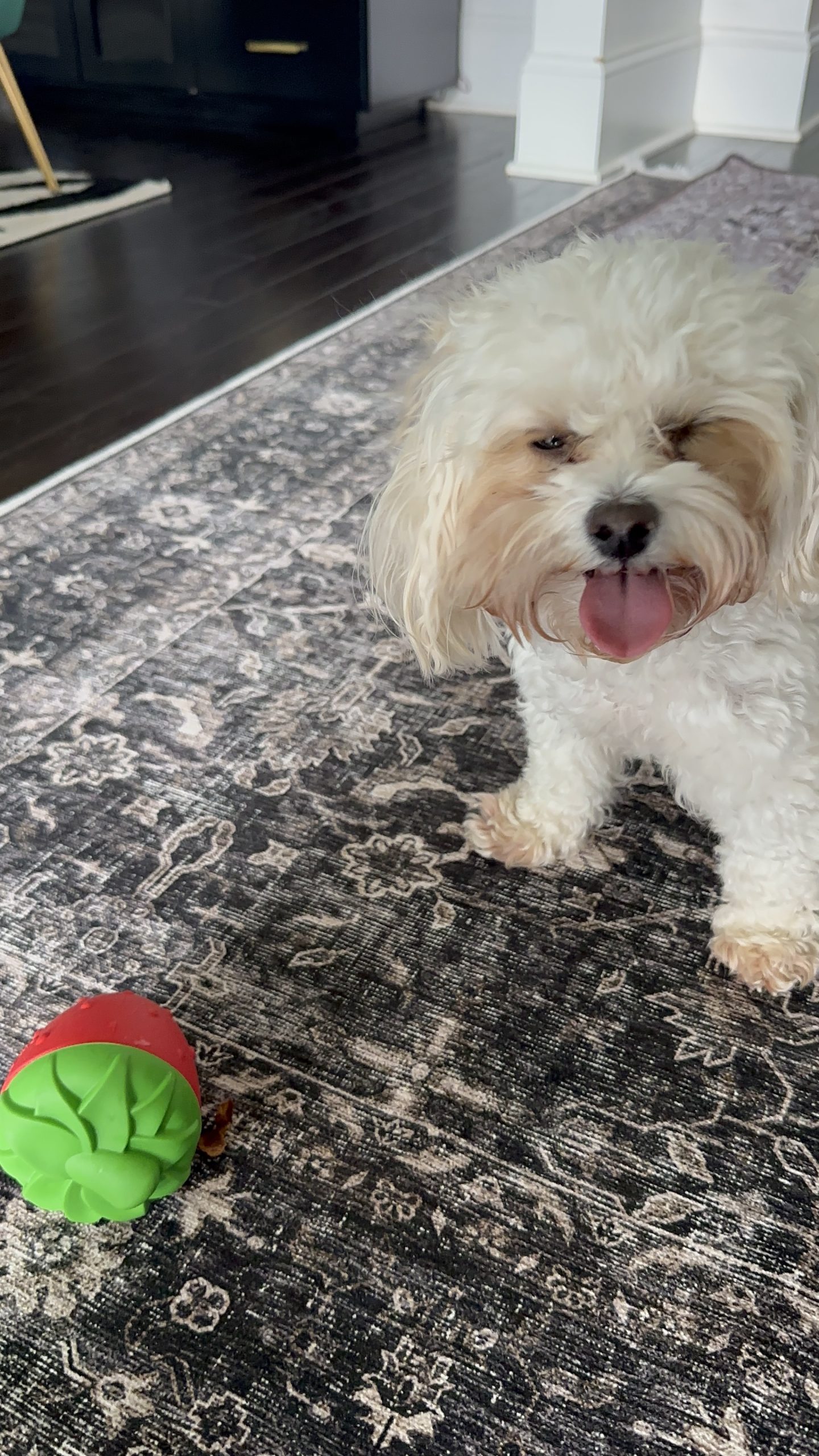 Got a Dog in Atlanta? Why You Need A Dog Walker on Standby