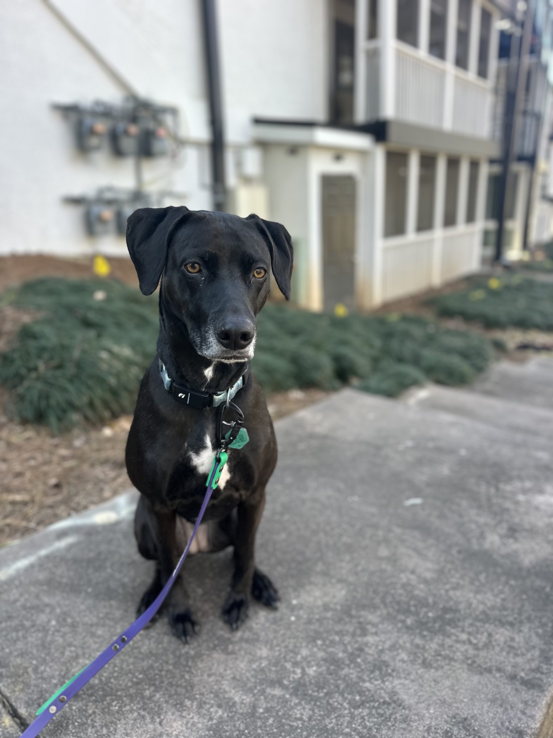 Why “Cheap” Dog Care in Atlanta Costs