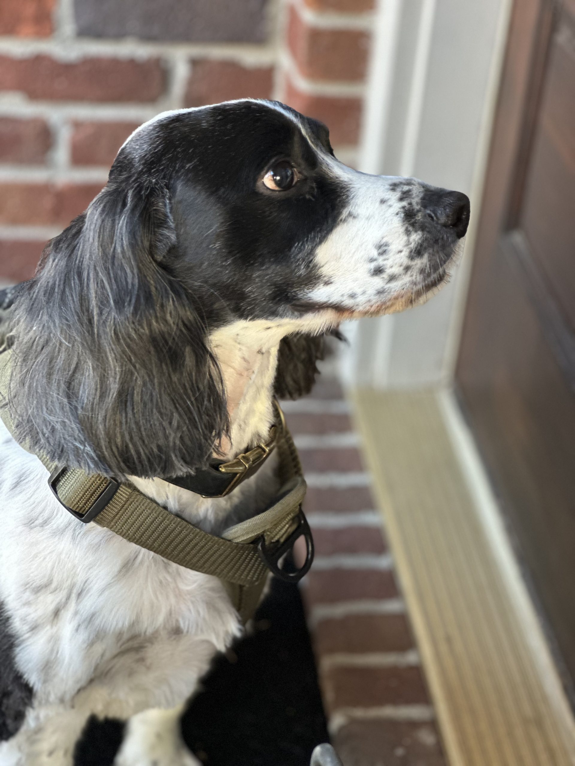 3 Ways Our Atlanta Dog Walkers Reinforce Your Dog’s Training