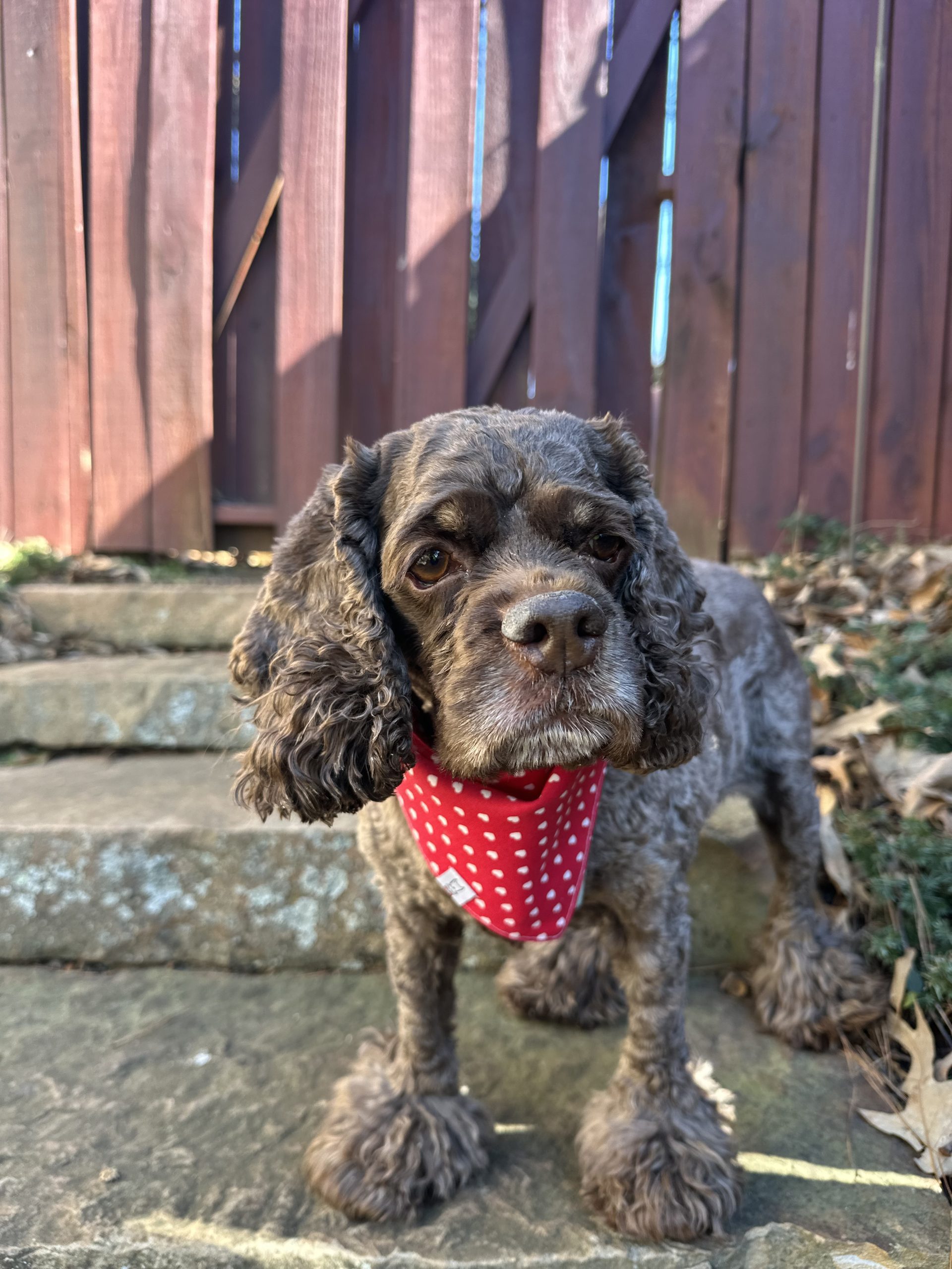 Living Your Best Life with Your Dog in Atlanta