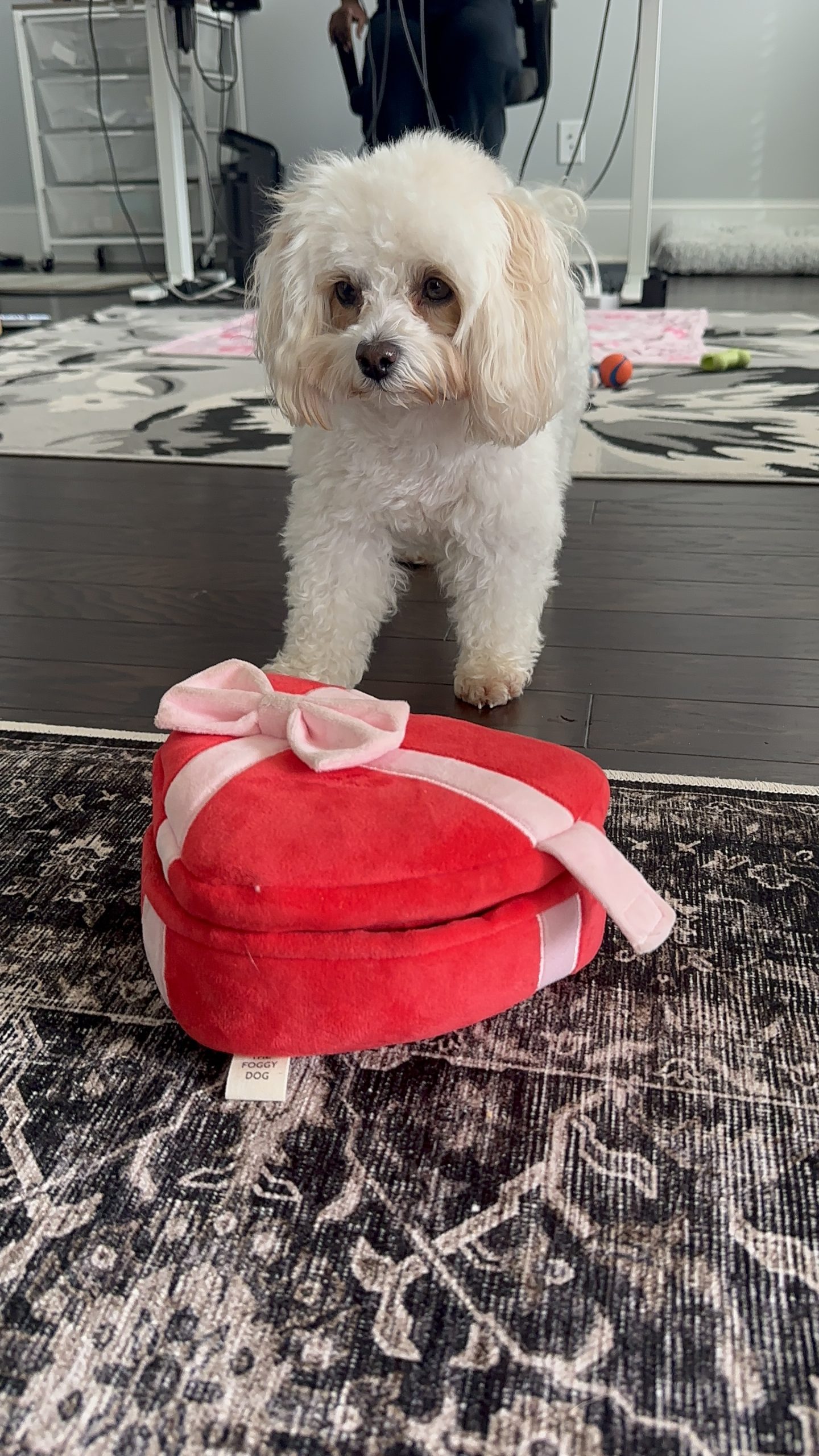 Why Our 40 Minute Dog Walks in Atlanta Are Never the Same