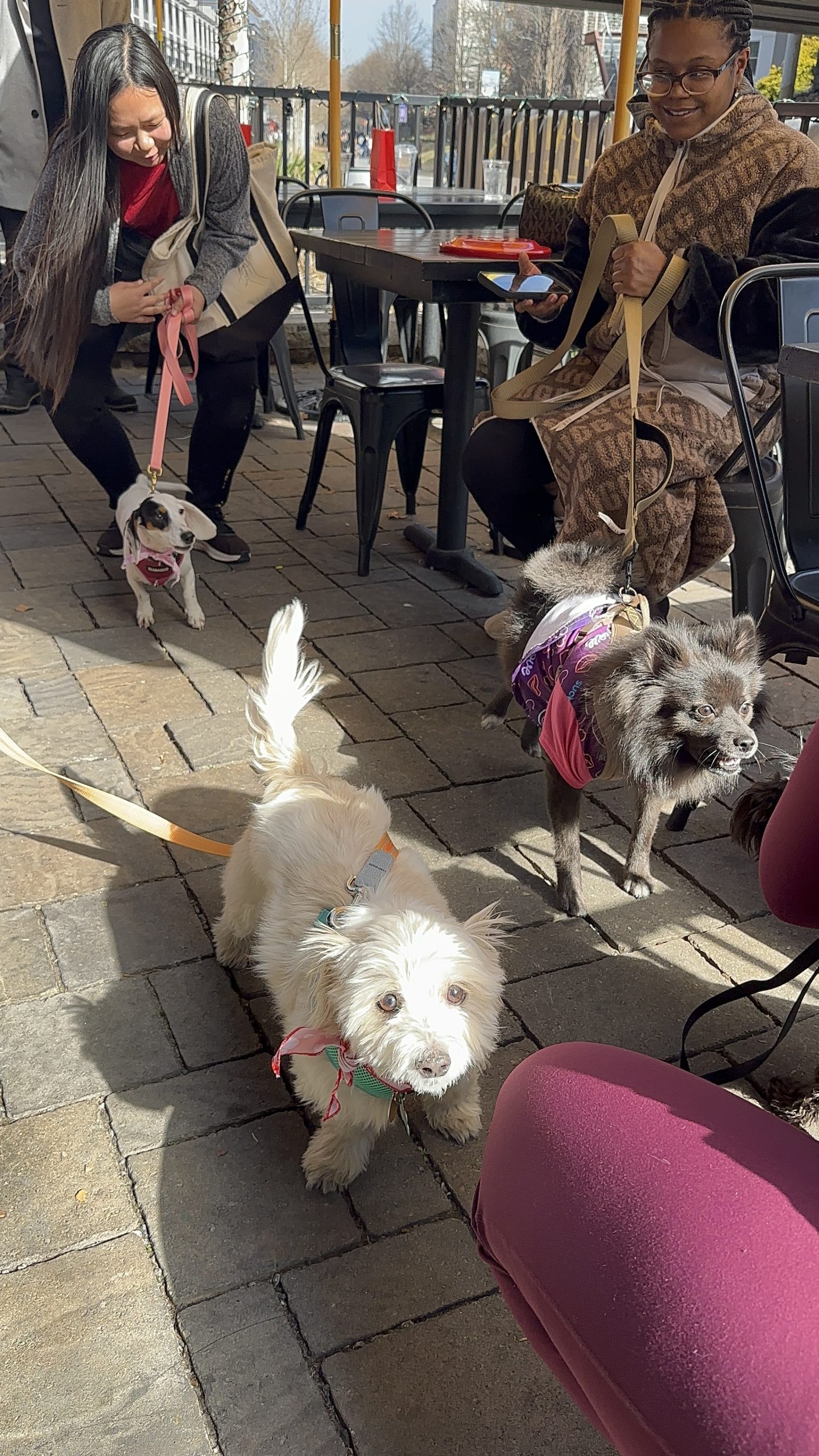 Does Your Dog  Enjoy Dog Walks or Festivals in Atlanta