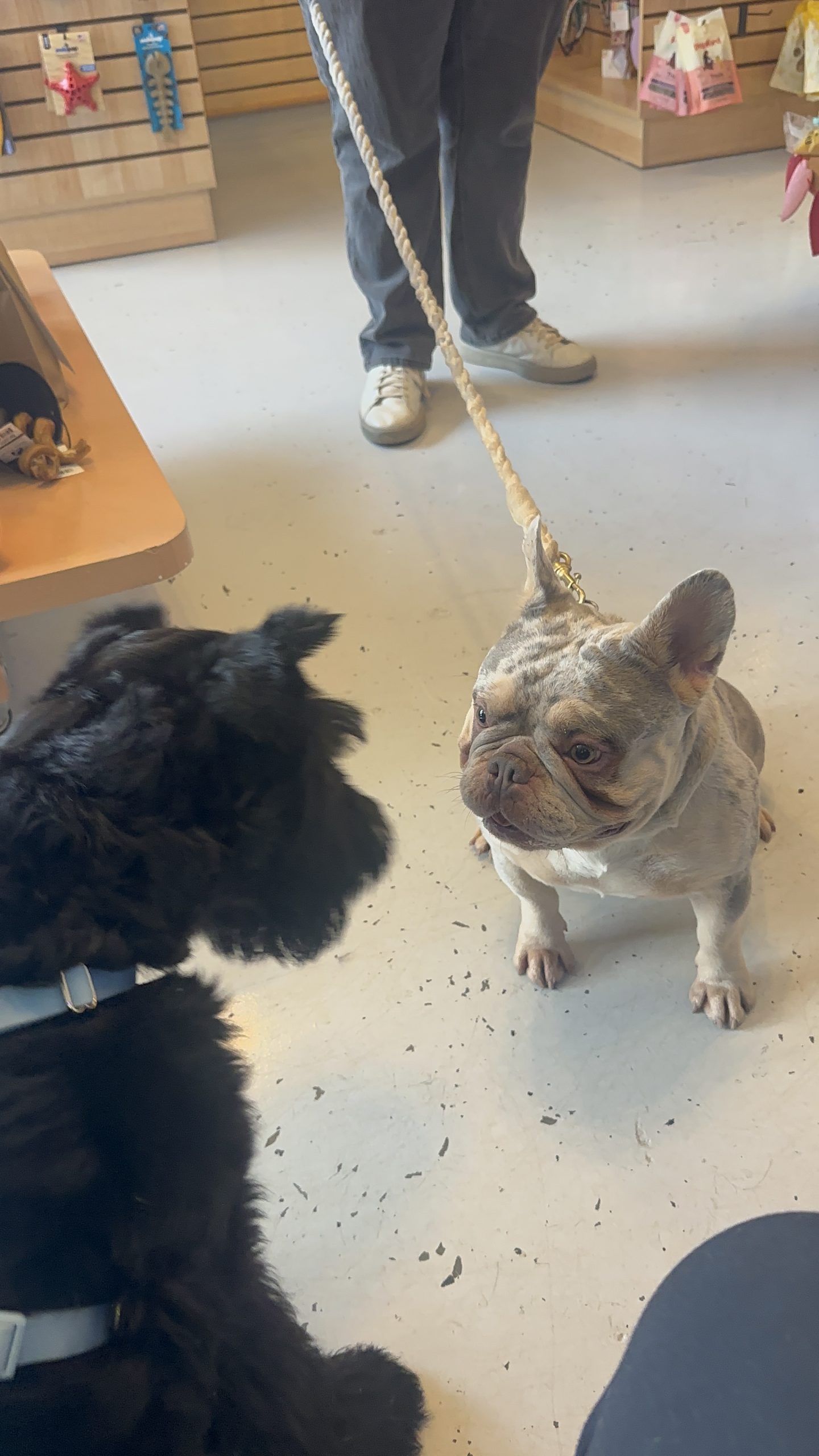 Beyond the Dog Park: Better Ways to Spend Time With Your Dog in Atlanta