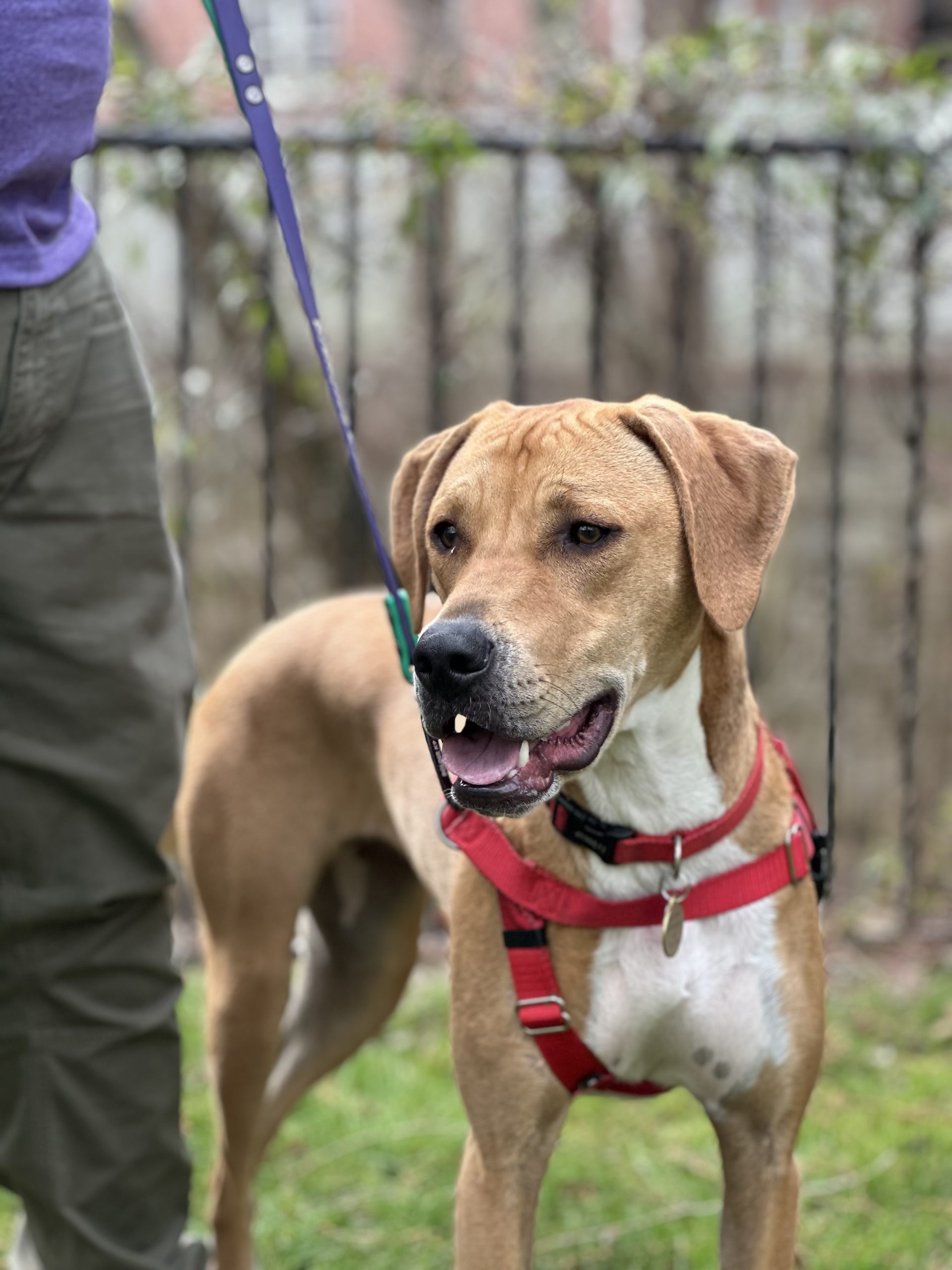 Spring Reset: How to Refresh Your Dog’s Walk Routine in Atlanta