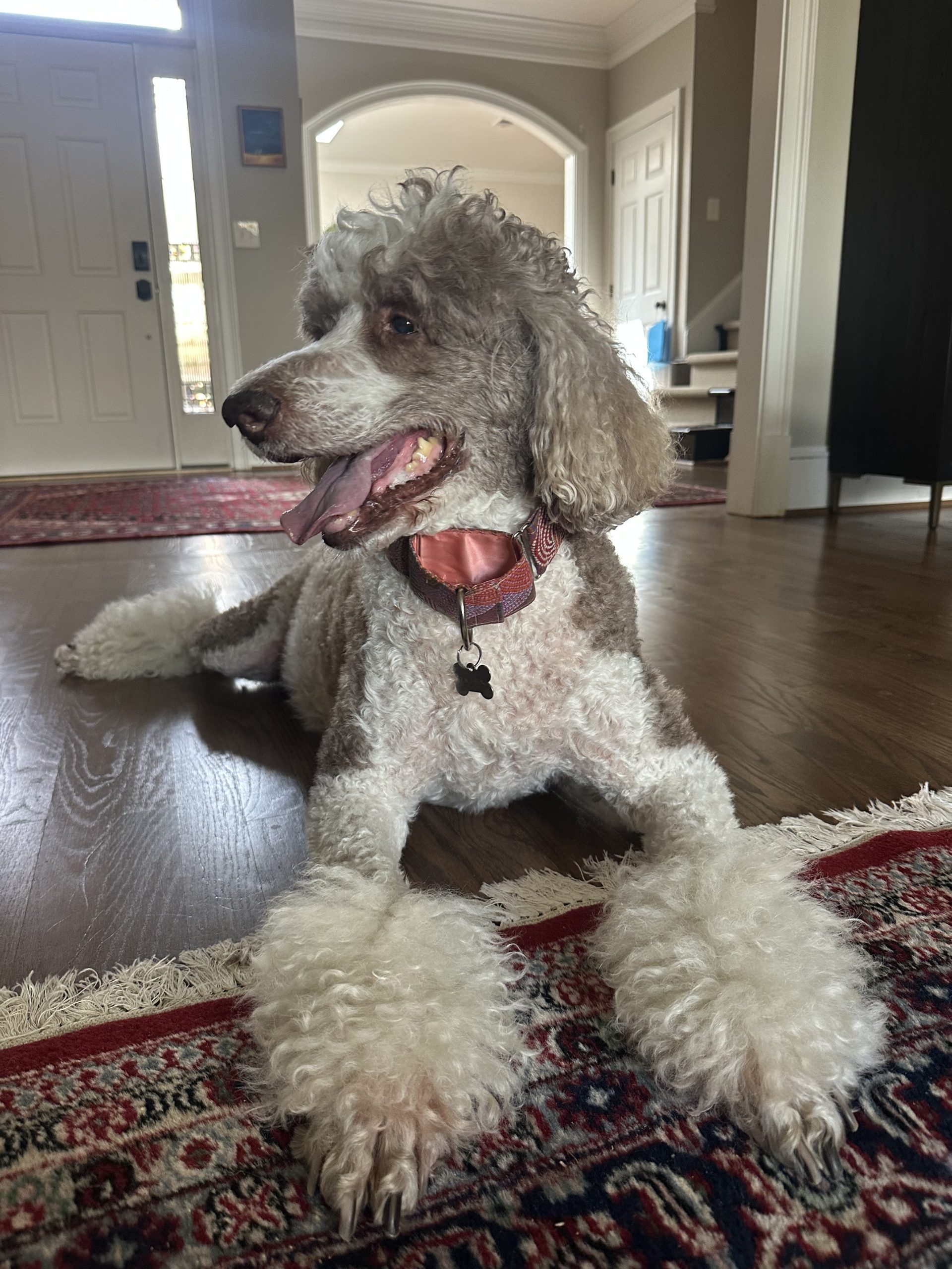 How Long Can Dogs Be Left Alone in Georgia?