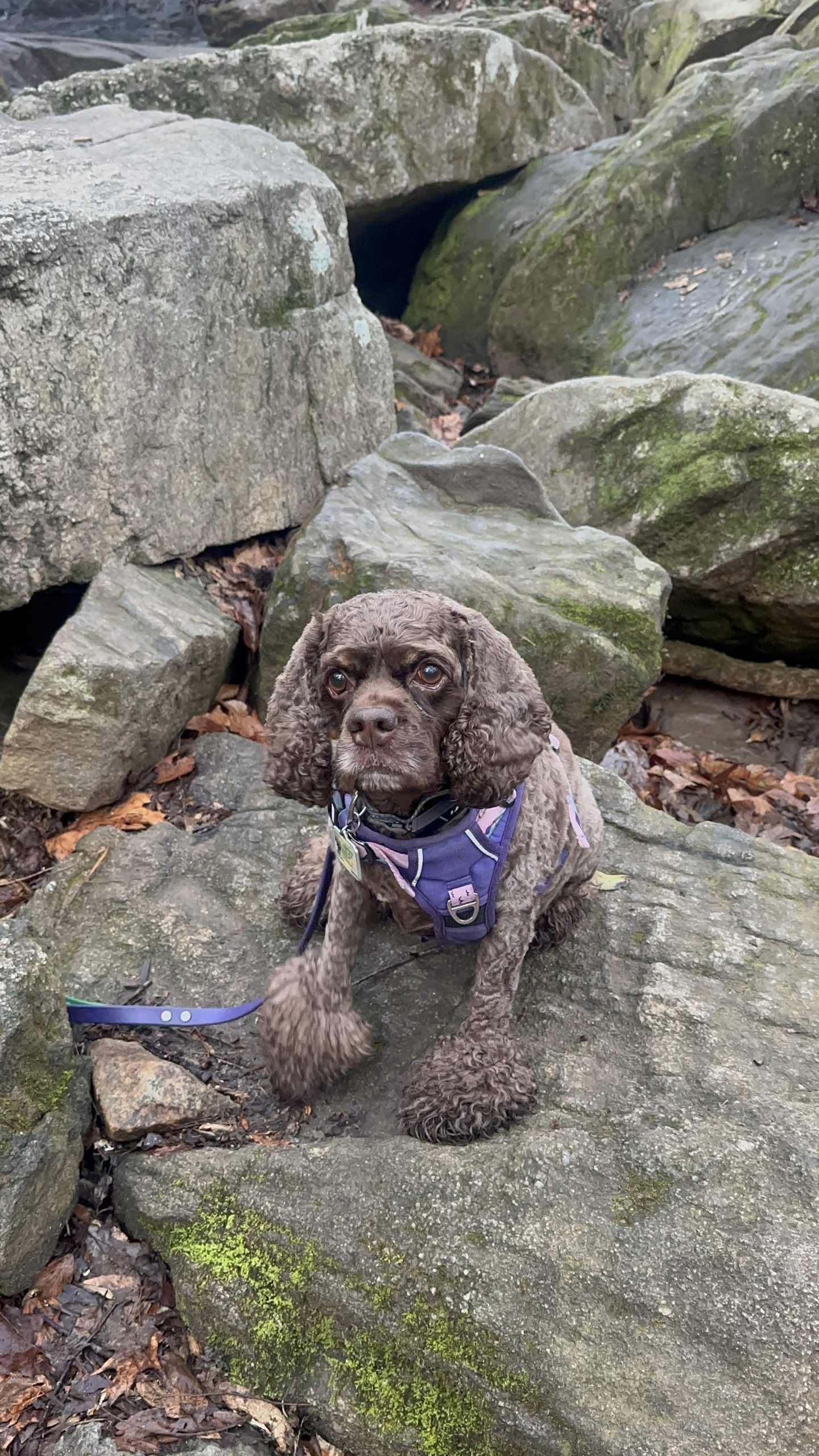 Spring Dog Adventures in Atlanta That Go Beyond the Dog Park