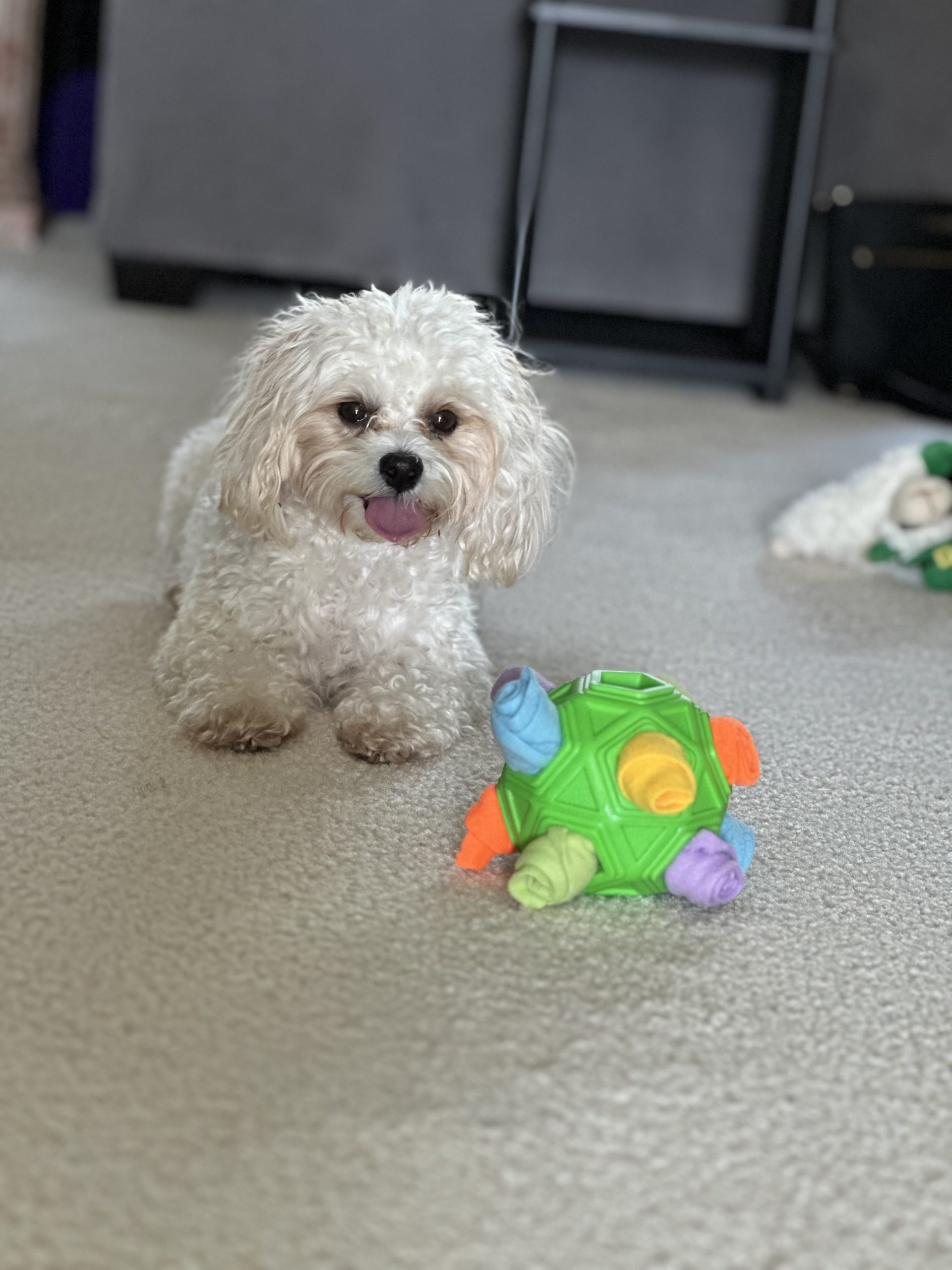 4 Signs Your Dog Needs More Than Just a Walk