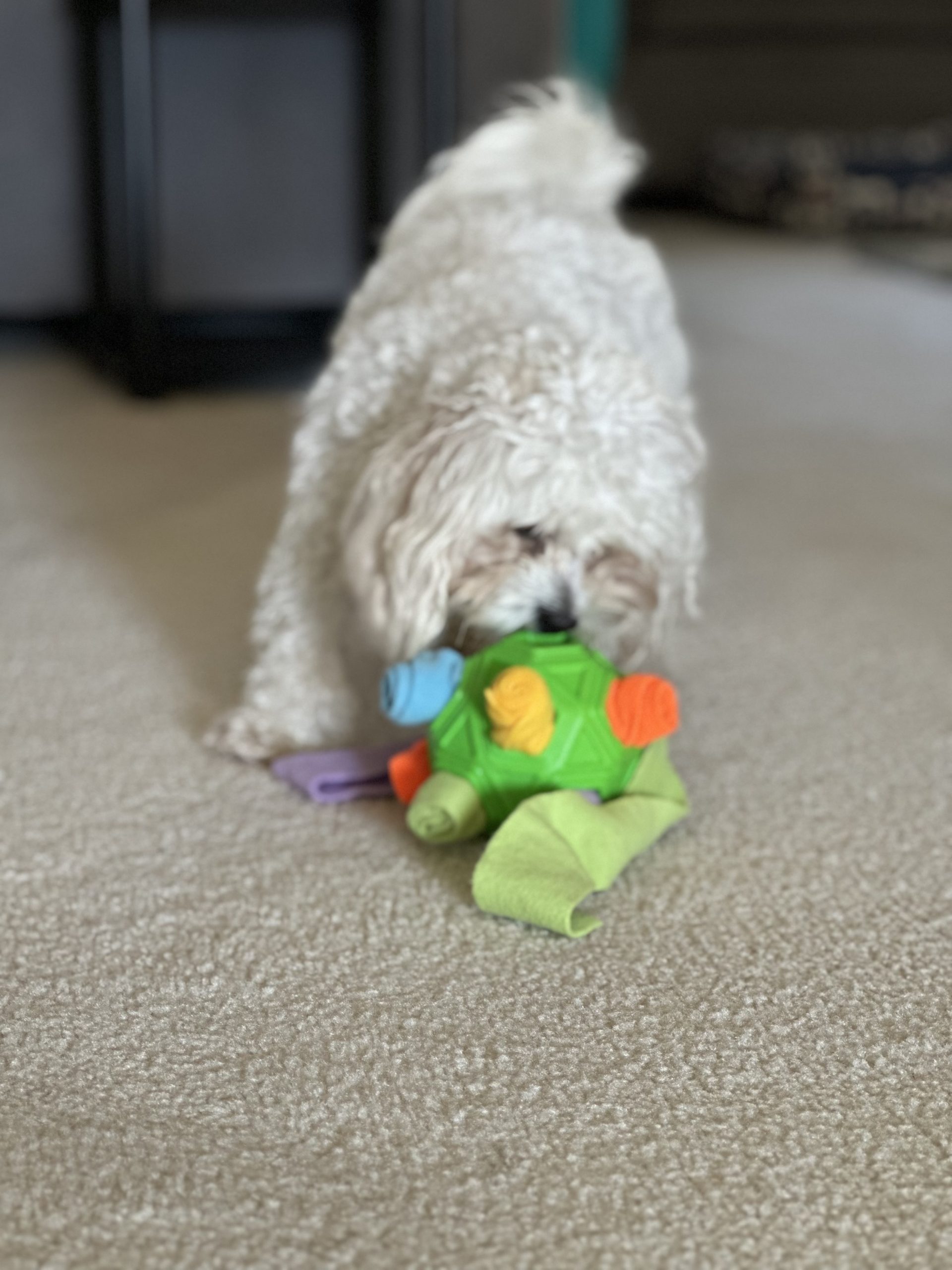 Enrichment-focused dog walking in Atlanta by Praline's Backyard Dog Services