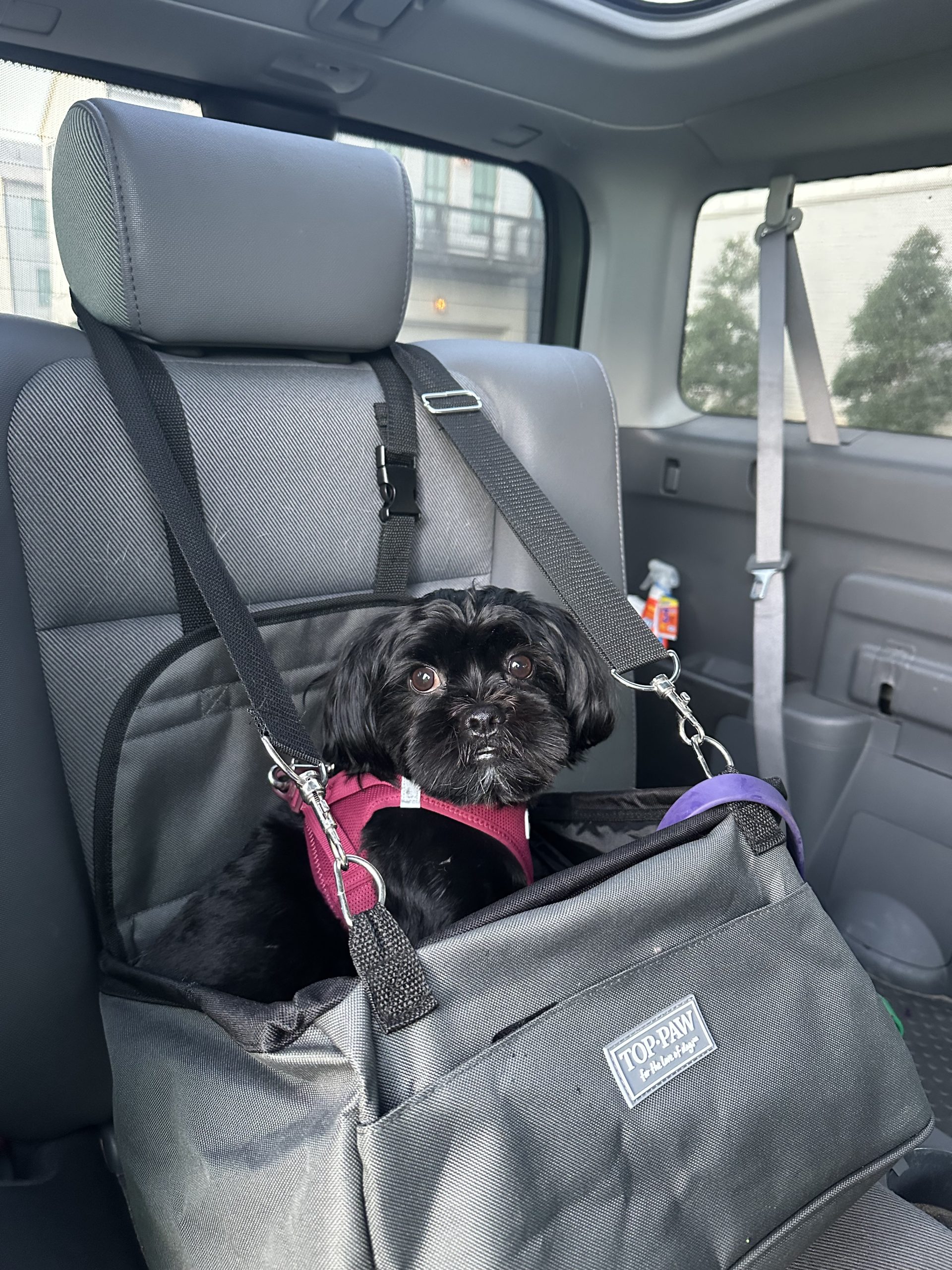 Safe Dog Travel in Atlanta: Why Your Dog Needs a Seatbelt Every Ride