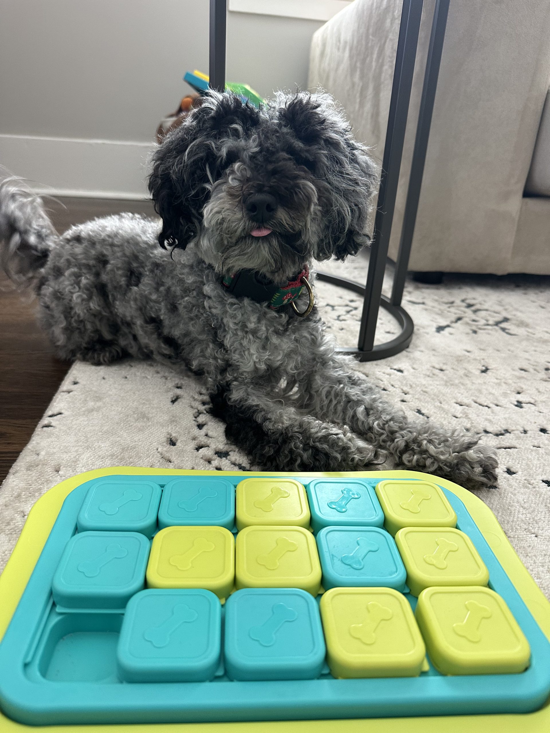 Why Rotating Dog Toys and Enrichment Activities Matters, Atlanta