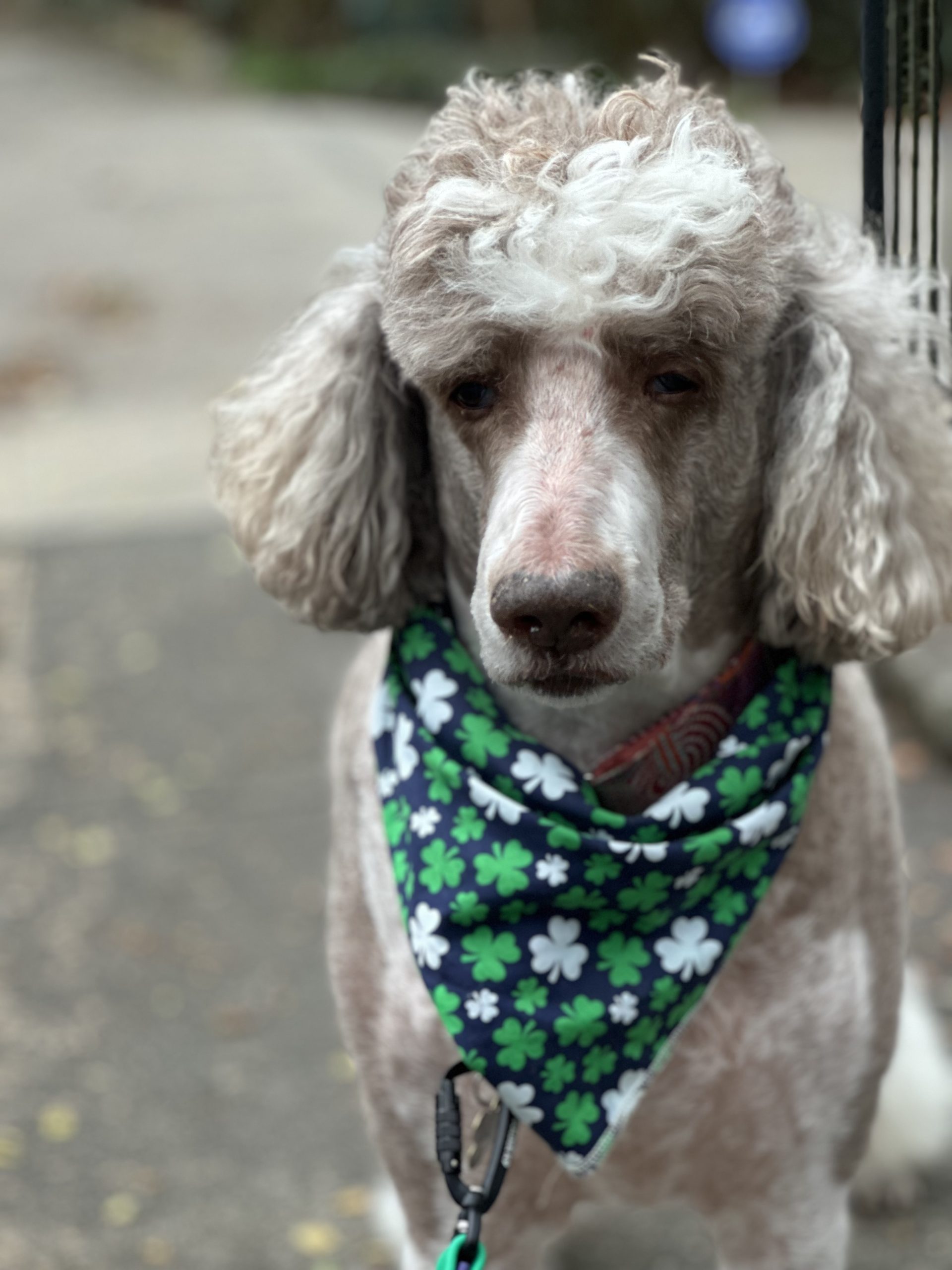 Why a Dog Walking Membership in Atlanta?