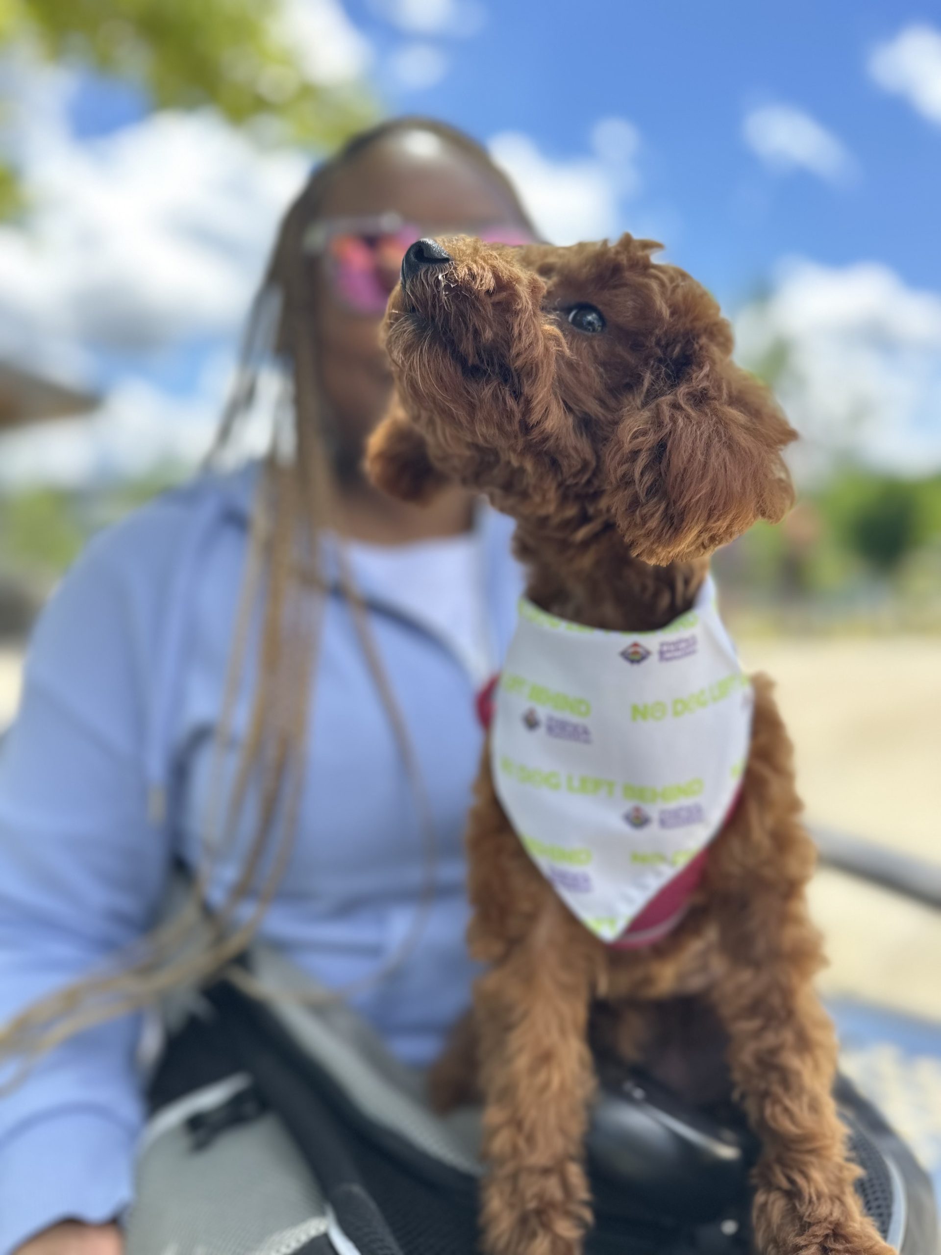 Thinking About Attending a Dog Walk or Run in Atlanta? Read This First!