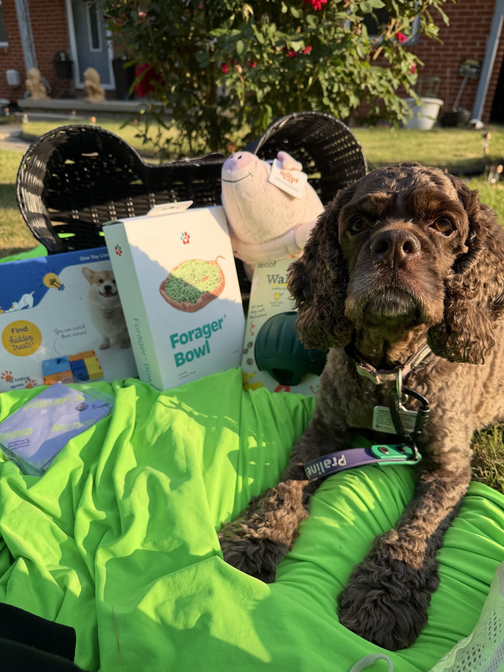 Concierge dog walking and enrichment care in Atlanta by Praline's Backyard Dog Services