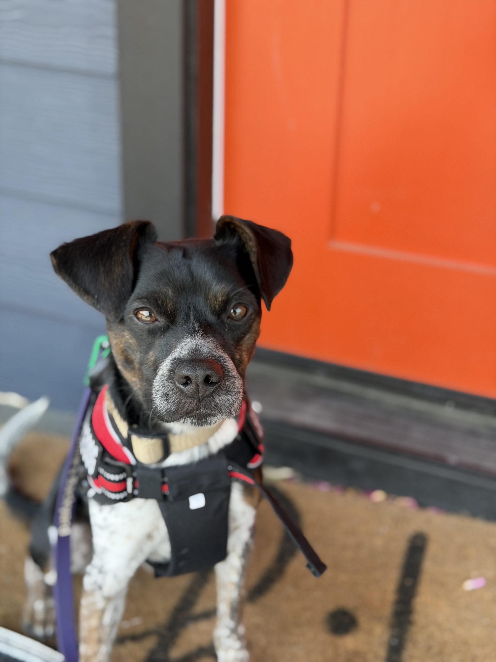 Photograph Everyday Moments With Your Dog in Atlanta