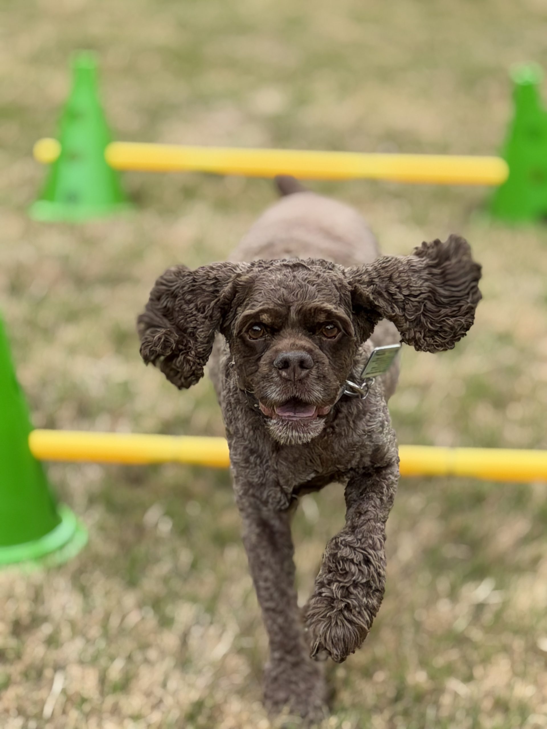 How a Dog Walker Gives You Back Your Time in Atlanta