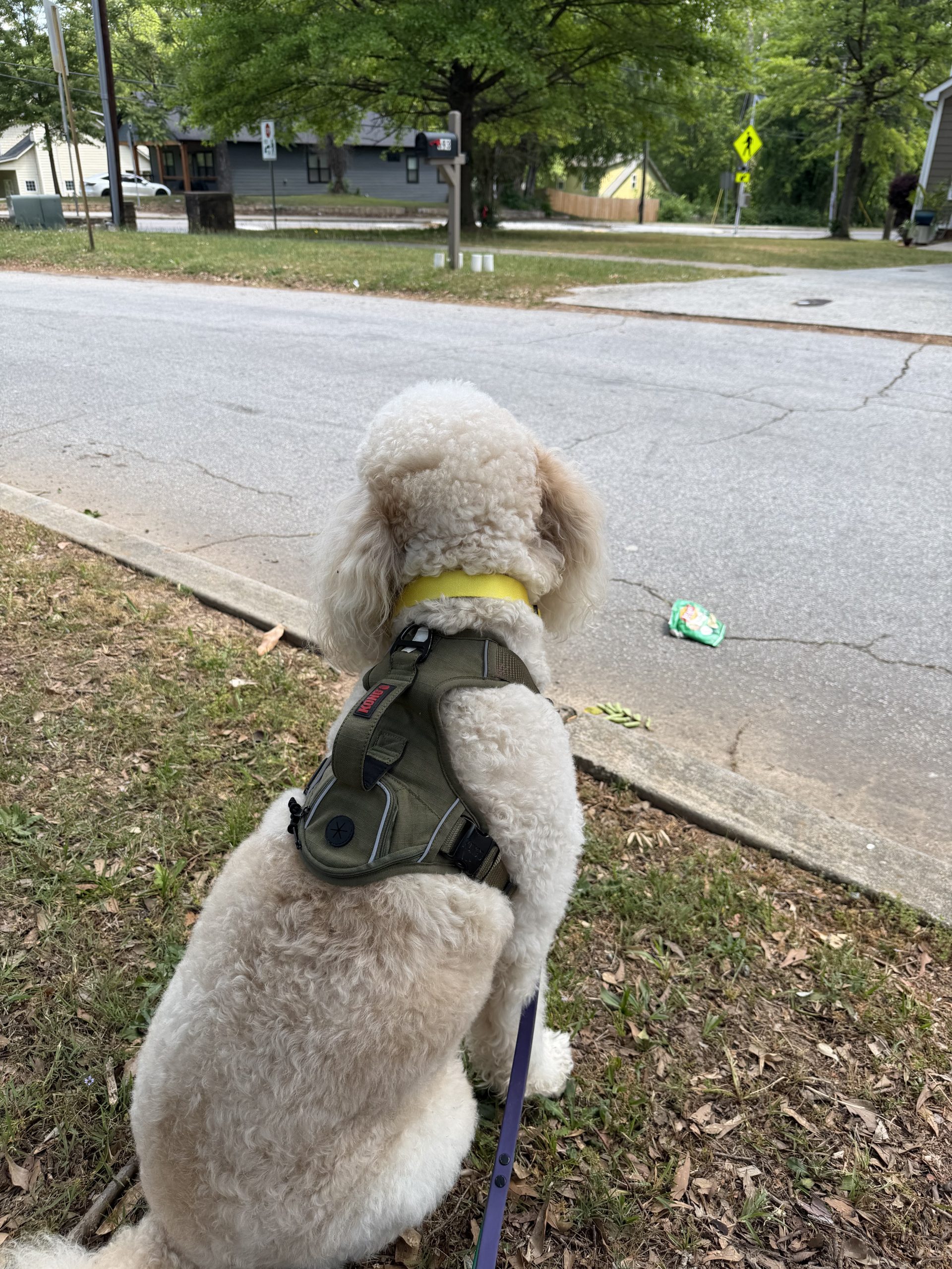 Why Dog Walking in Atlanta Is About More Than Exercise