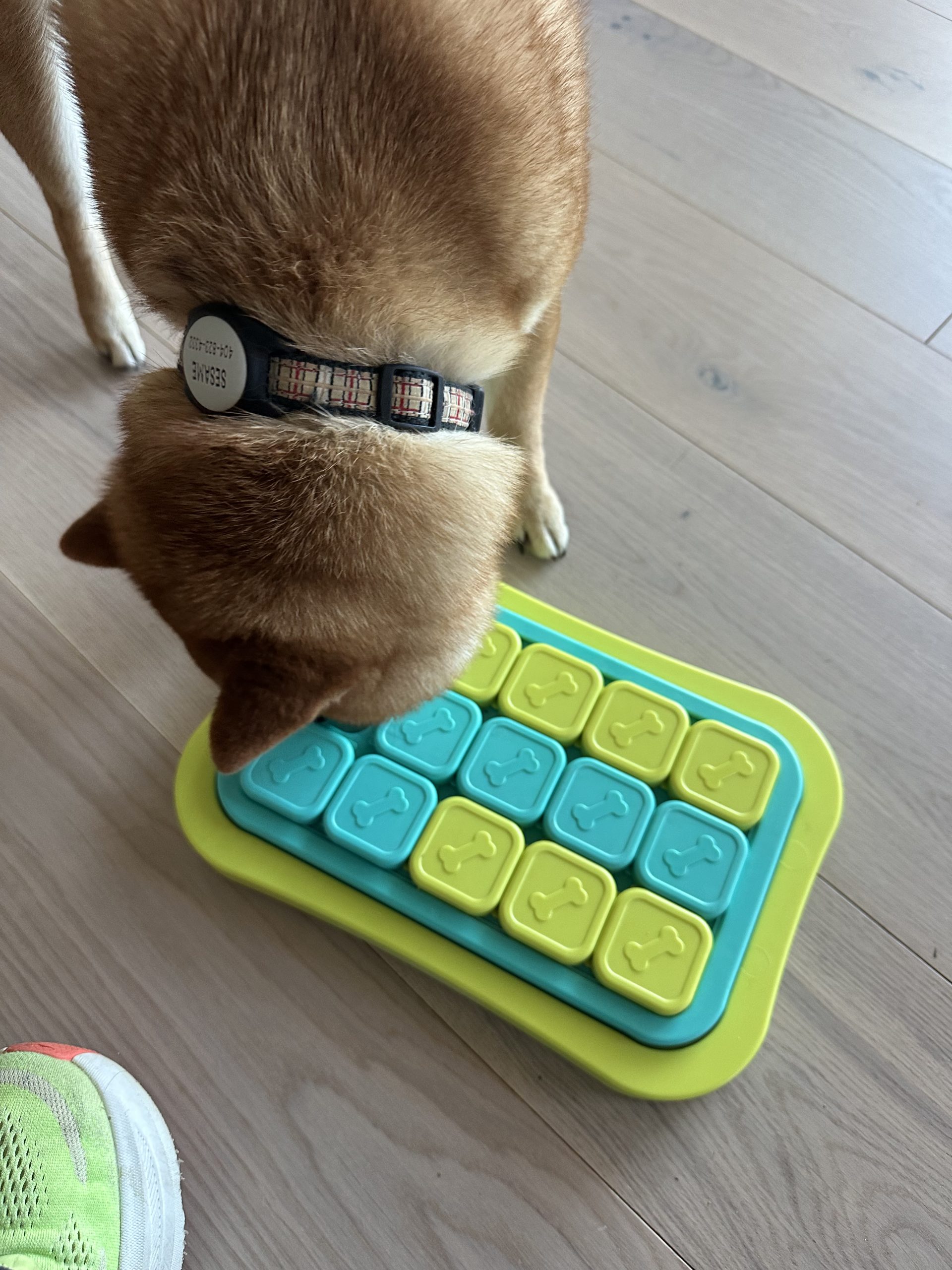 Enrichment-focused dog walking in Atlanta by Praline's Backyard Dog Services