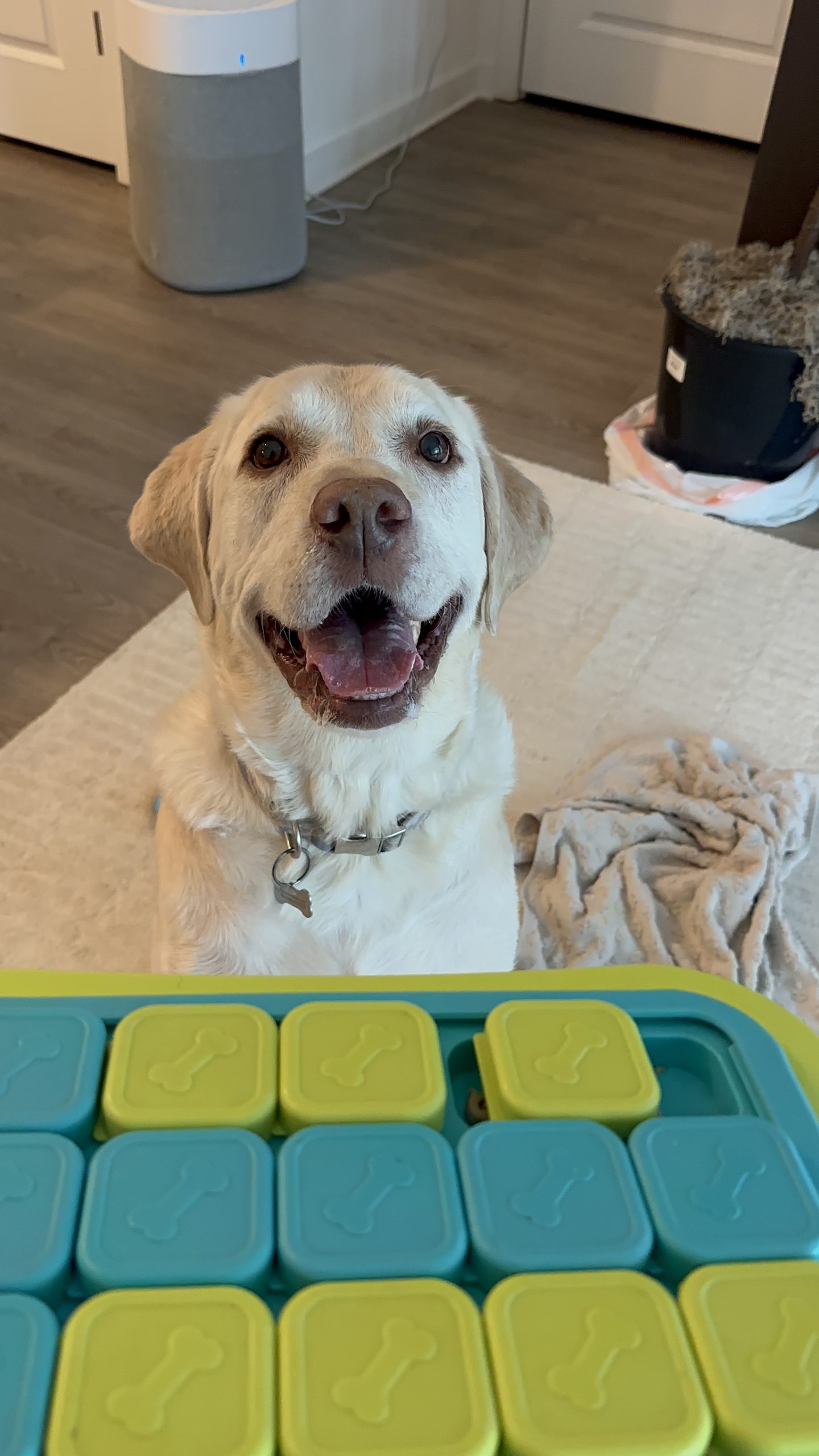 Enrichment-focused dog walking in Atlanta by Praline's Backyard Dog Services