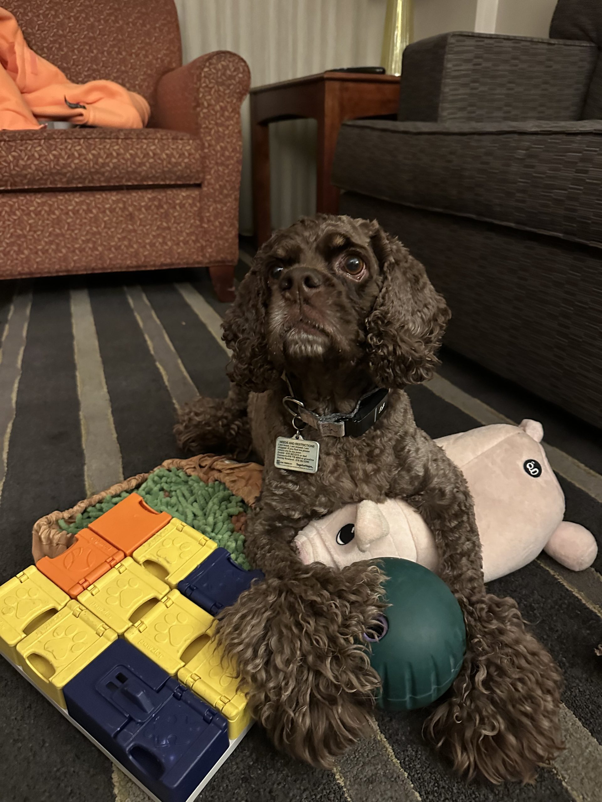 Concierge dog walking and enrichment care in Atlanta by Praline's Backyard Dog Services