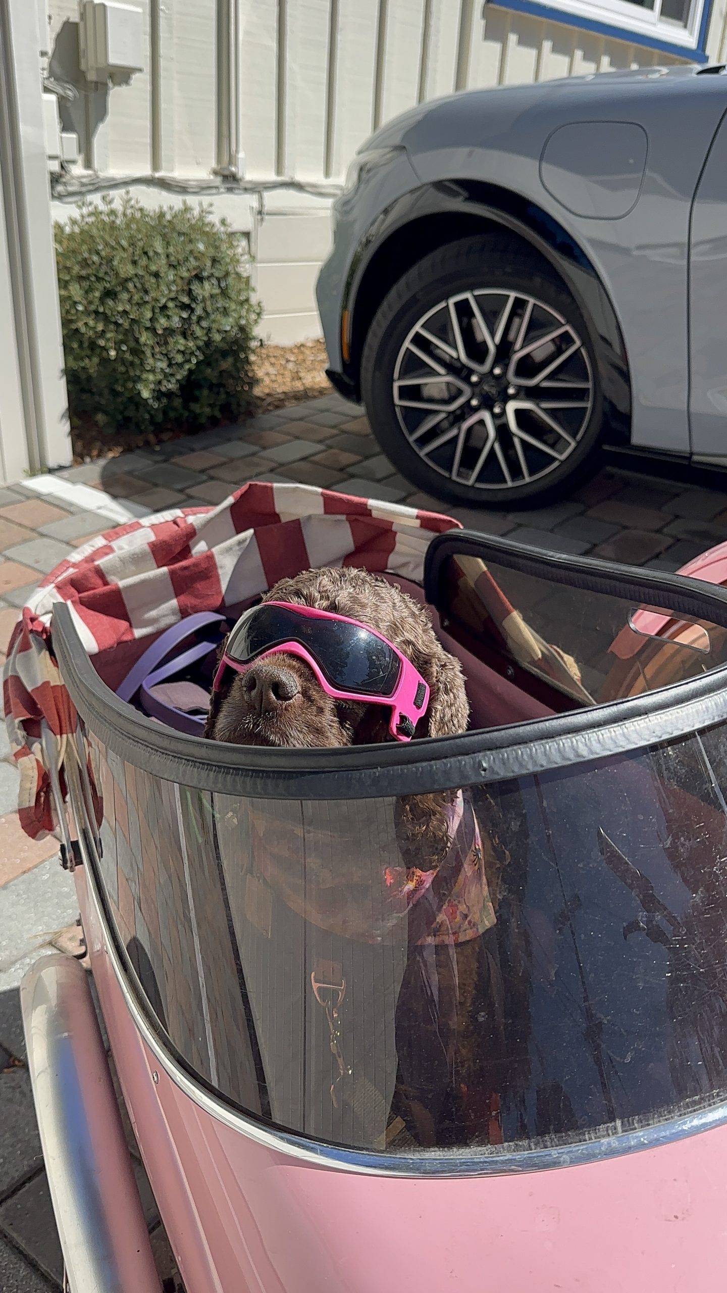 Traveling With Your Dog This Summer: What “Pet Friendly” Really Means