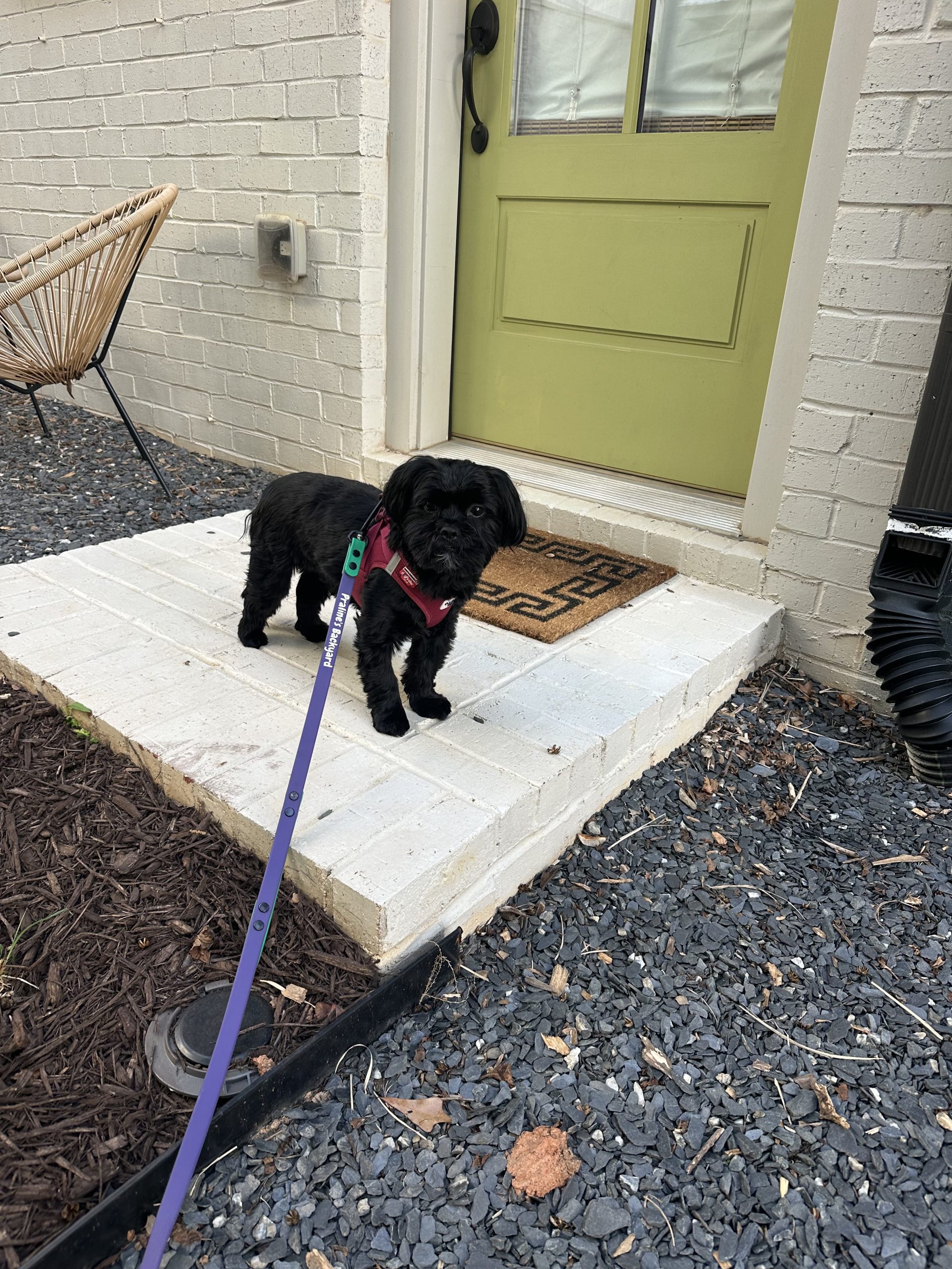 Why a Consistent Dog Walk Routine Keeps Your Dog Healthy in Atlanta