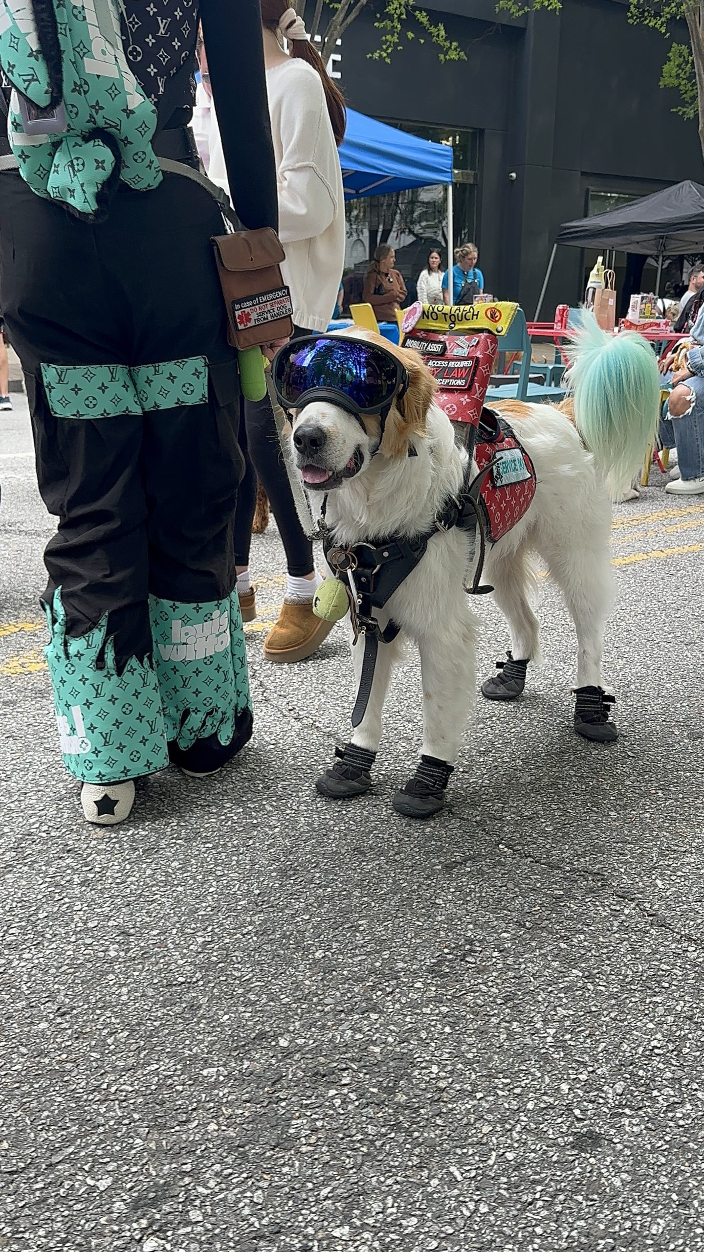 Is the Midtown Mutt Gala Right for Your Dog?