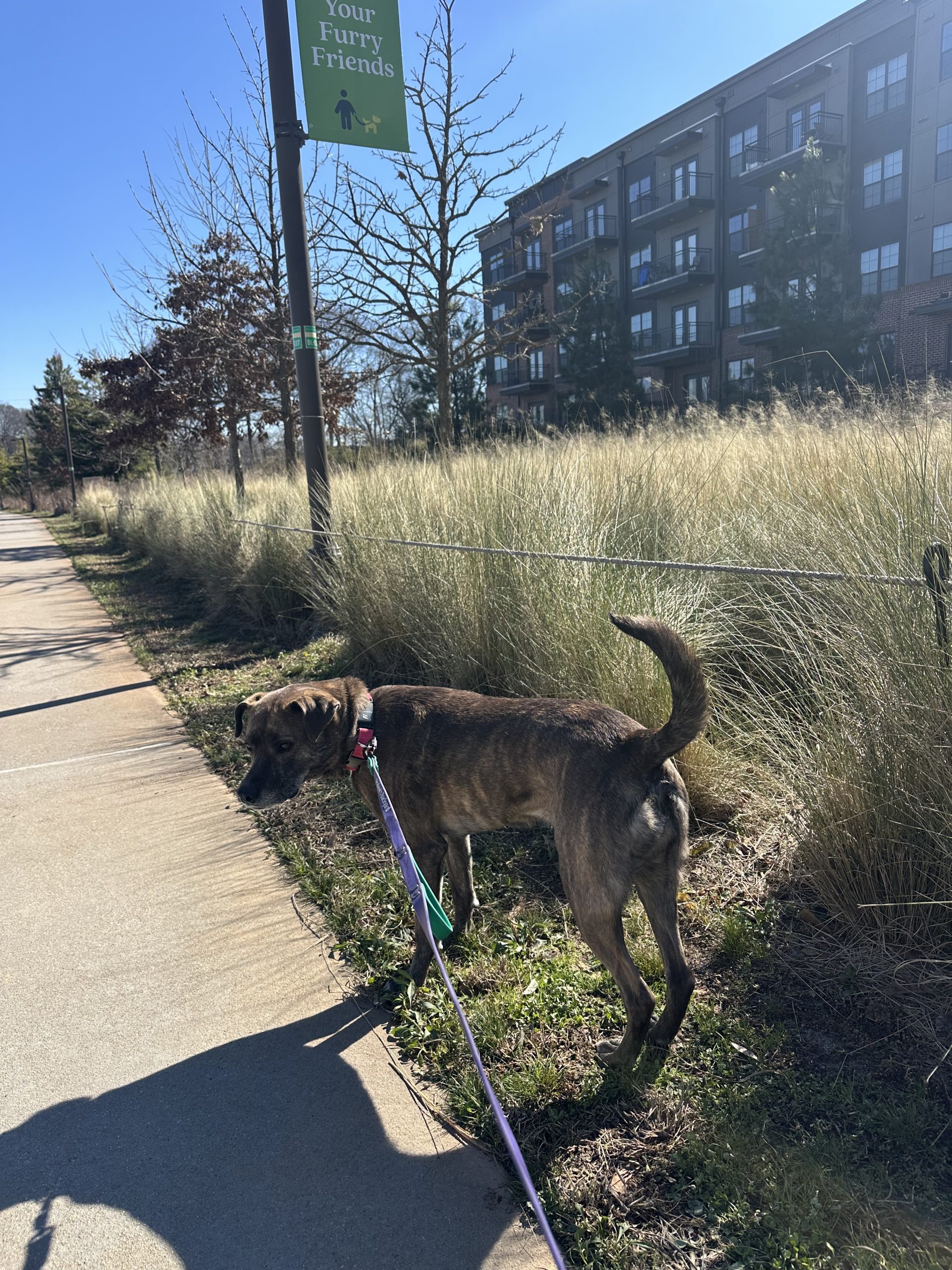 Why Your Dog Is Still Wired After a Walk on the Atlanta BeltLine