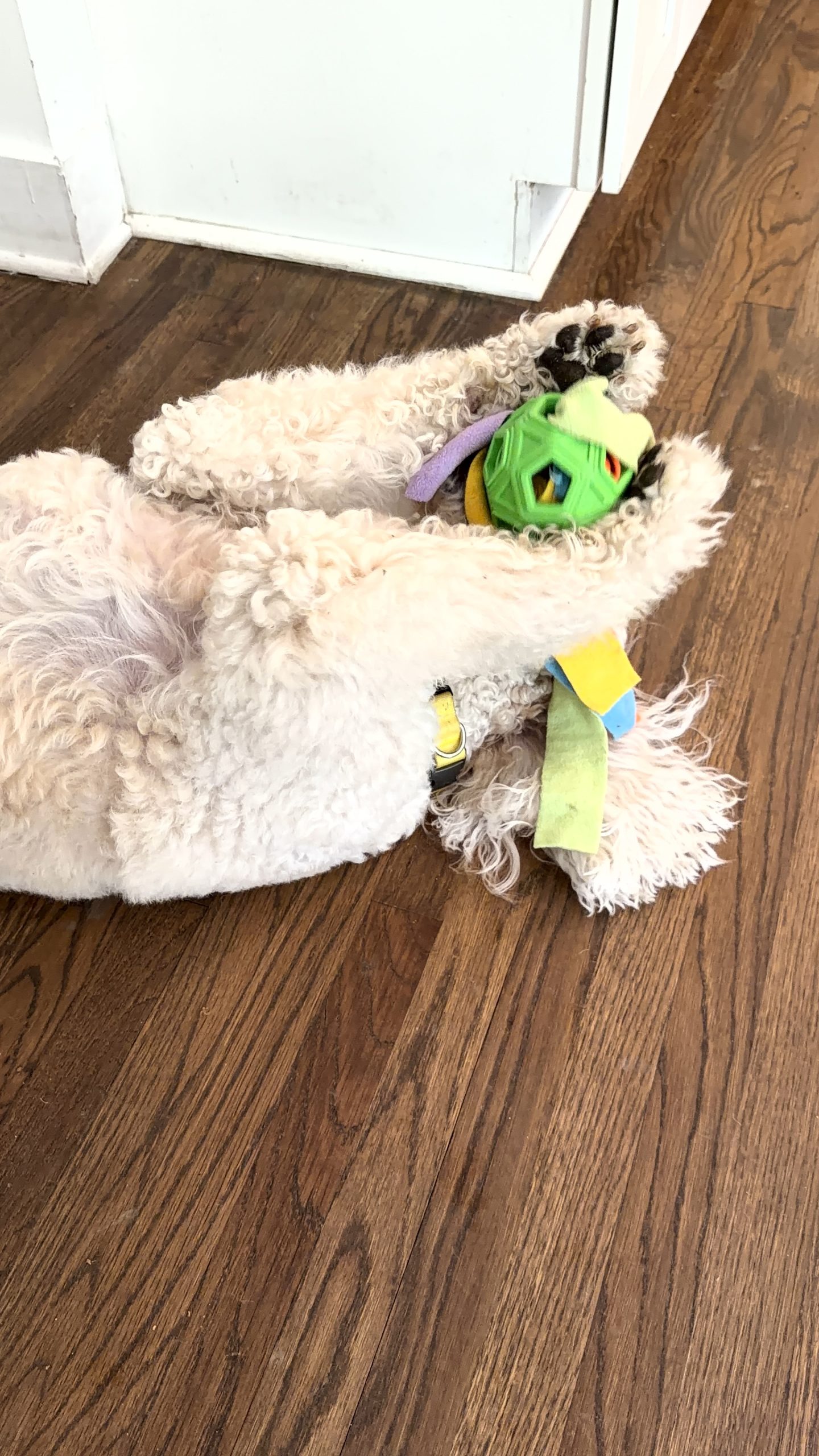 What Is the Real Value of Peace of Mind for Busy Atlanta Dog Parents?