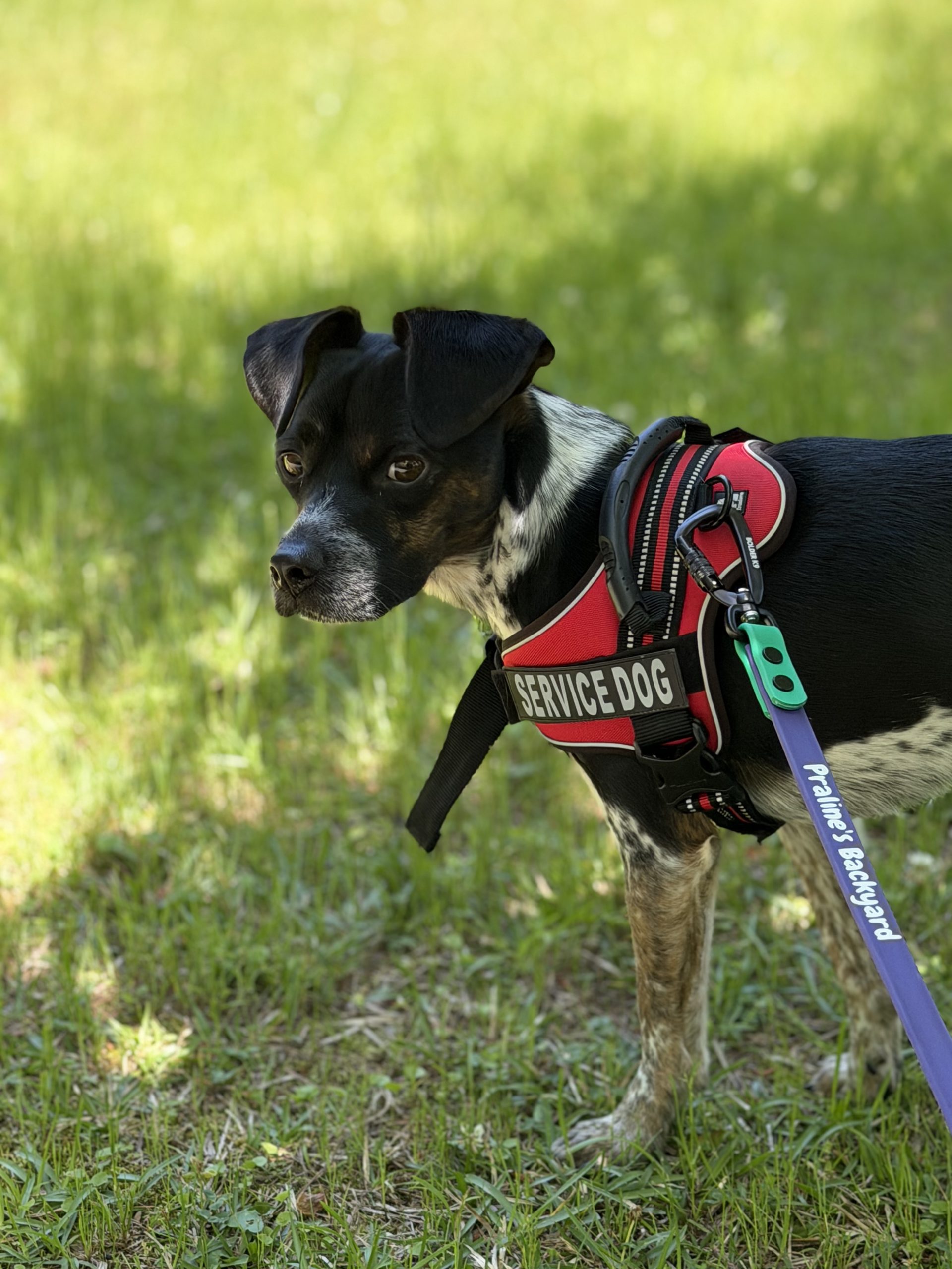 Atlanta Dog Taxi: A Member Benefit That Saves Time